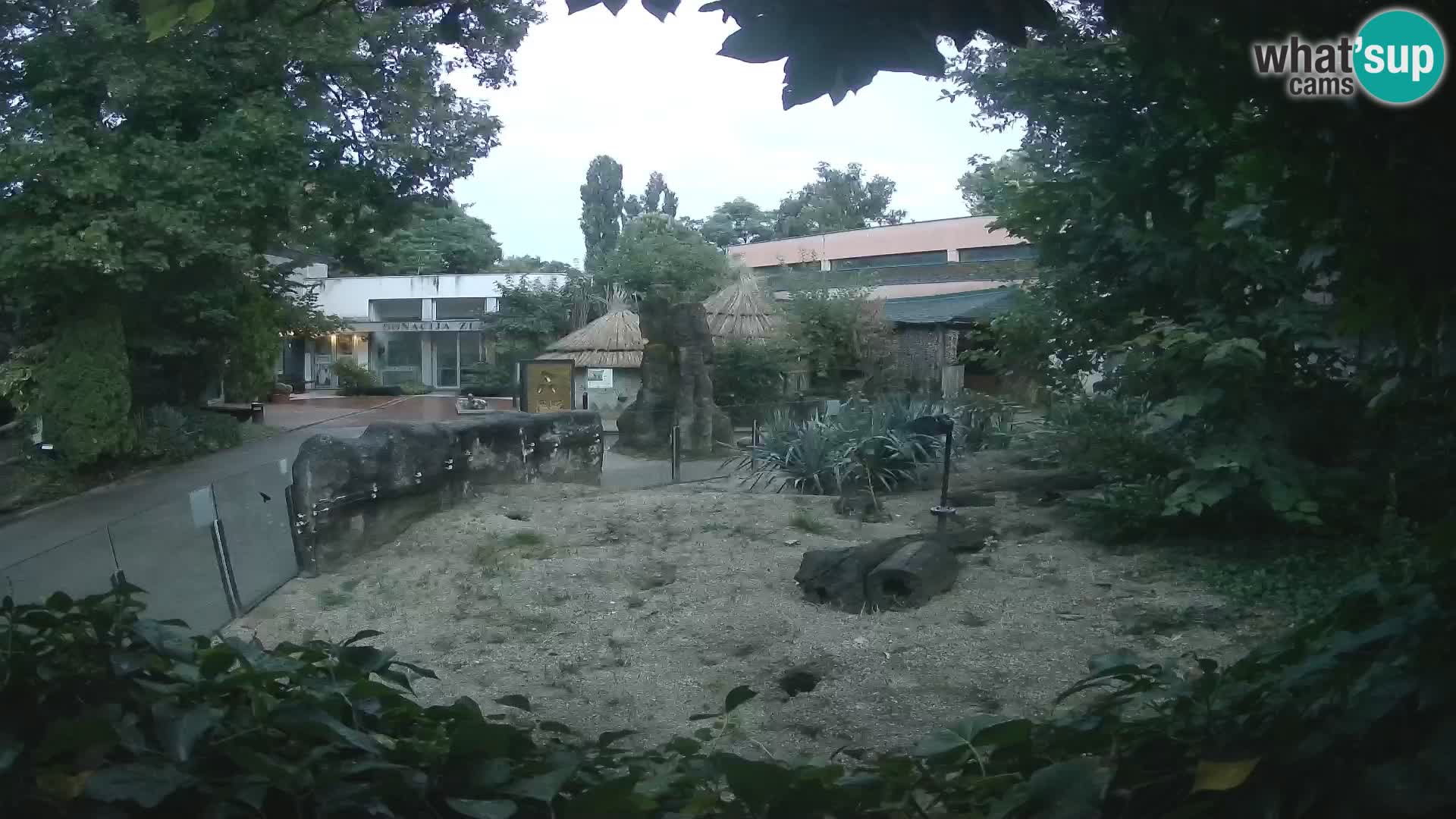 Zoo Zagreb – Surikate