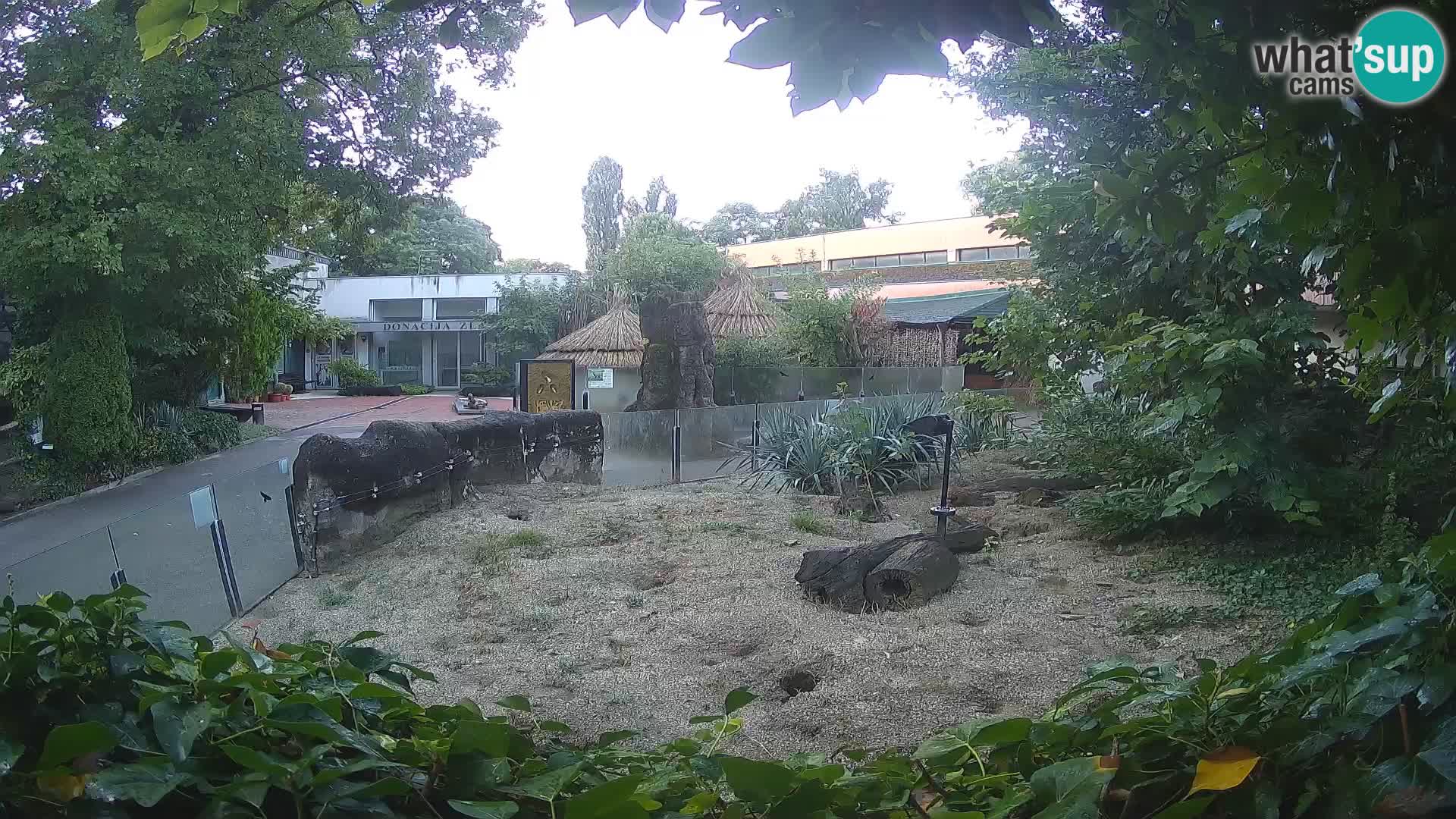 Zoo Zagreb – Merkat