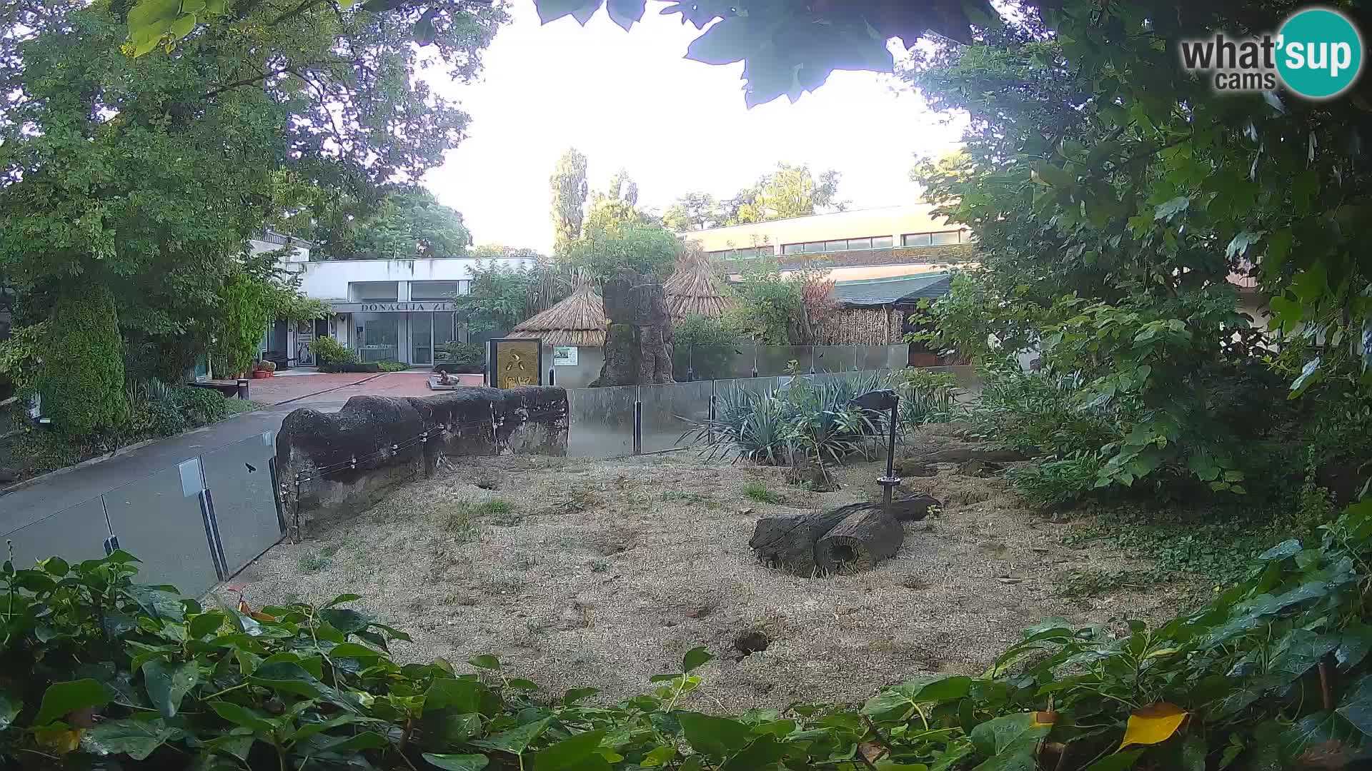 Zoo Zagreb – Meerkat (Suricate)