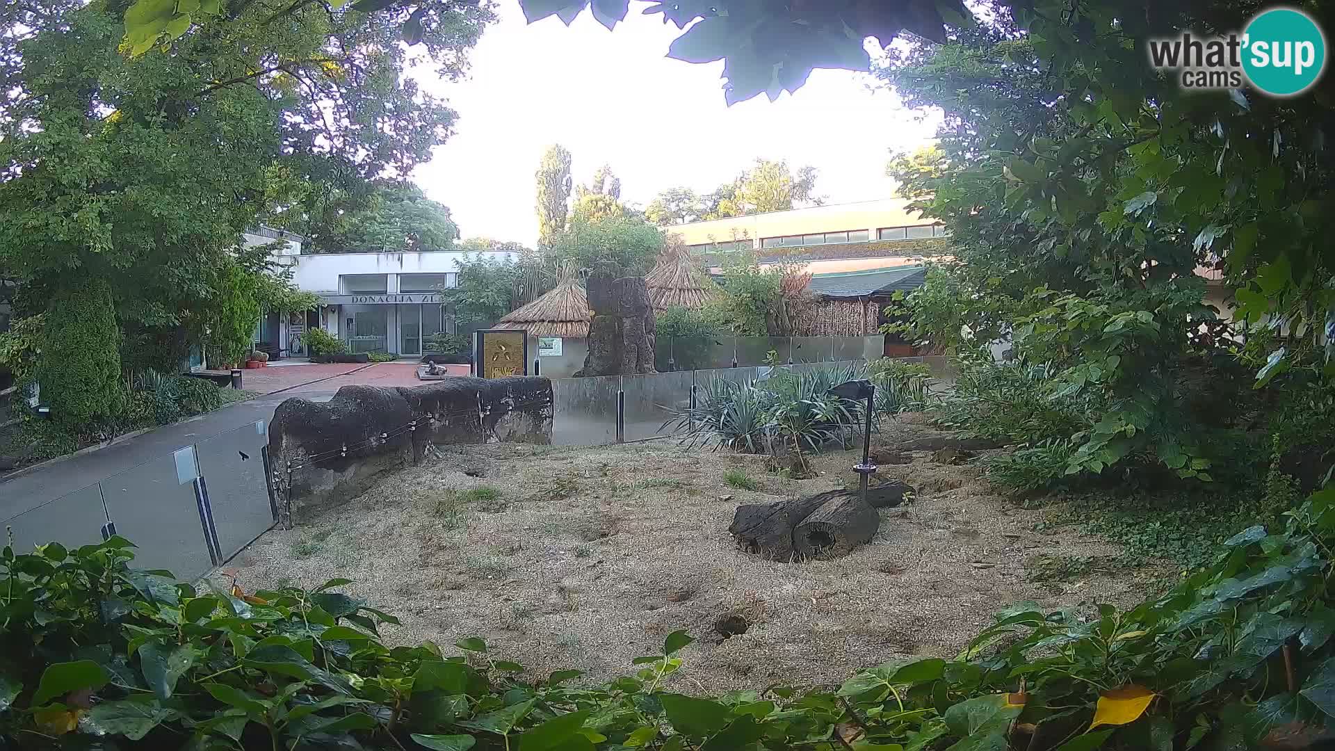 Zoo Zagreb – Meerkat (Suricate)