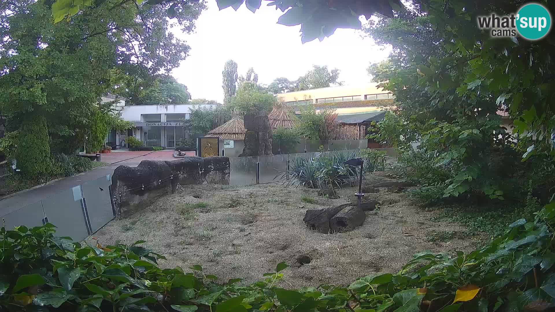 Zoo Zagreb – Suricata