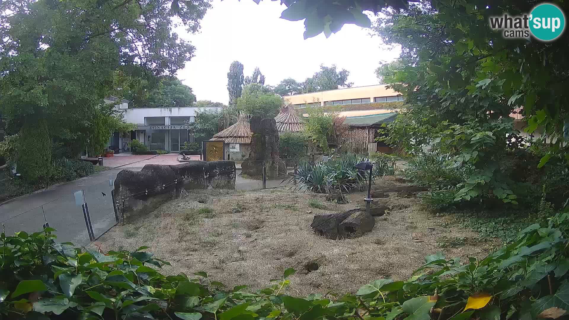 Zoo Zagreb – Meerkat (Suricate)