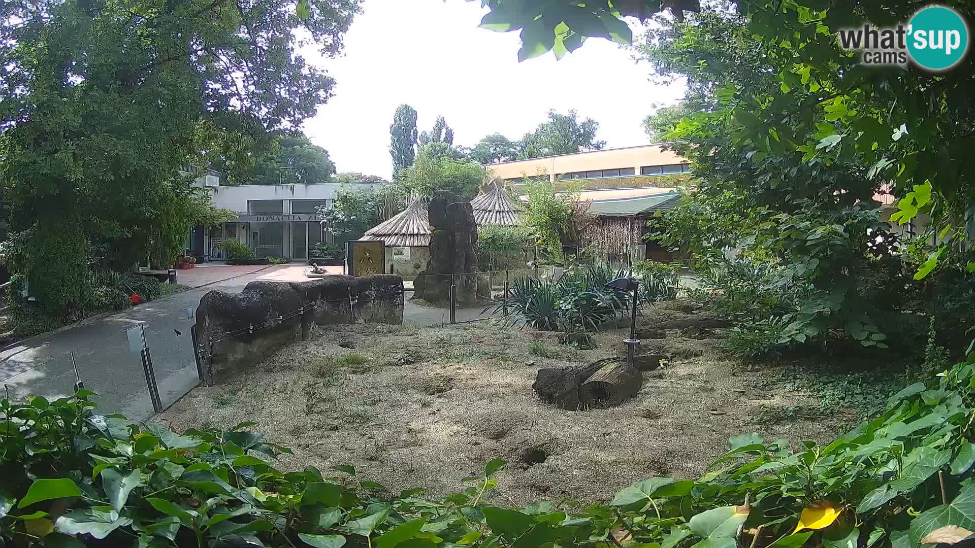 Zoo Zagreb – Meerkat (Suricate)