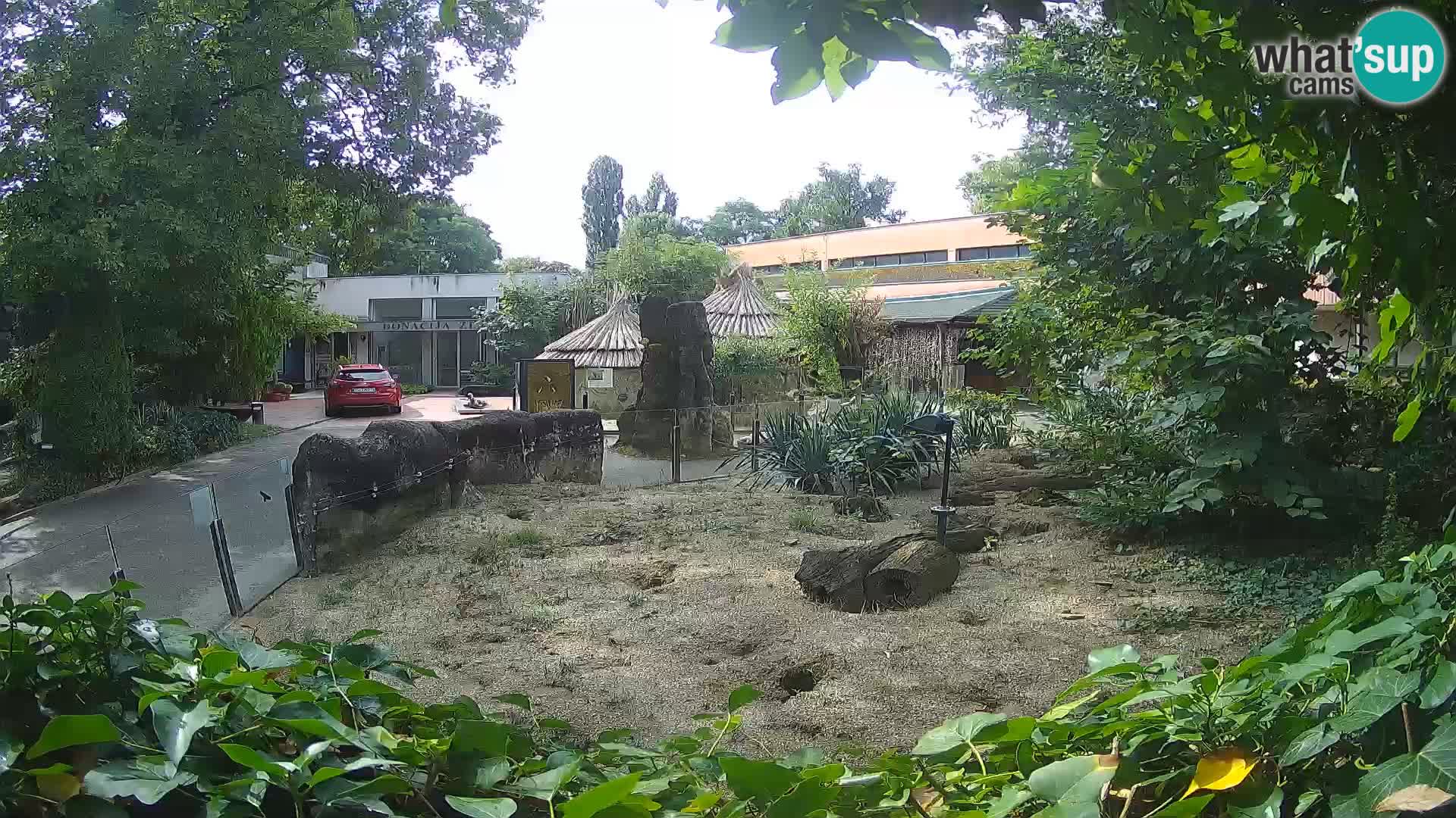 Zoo Zagreb – Suricata
