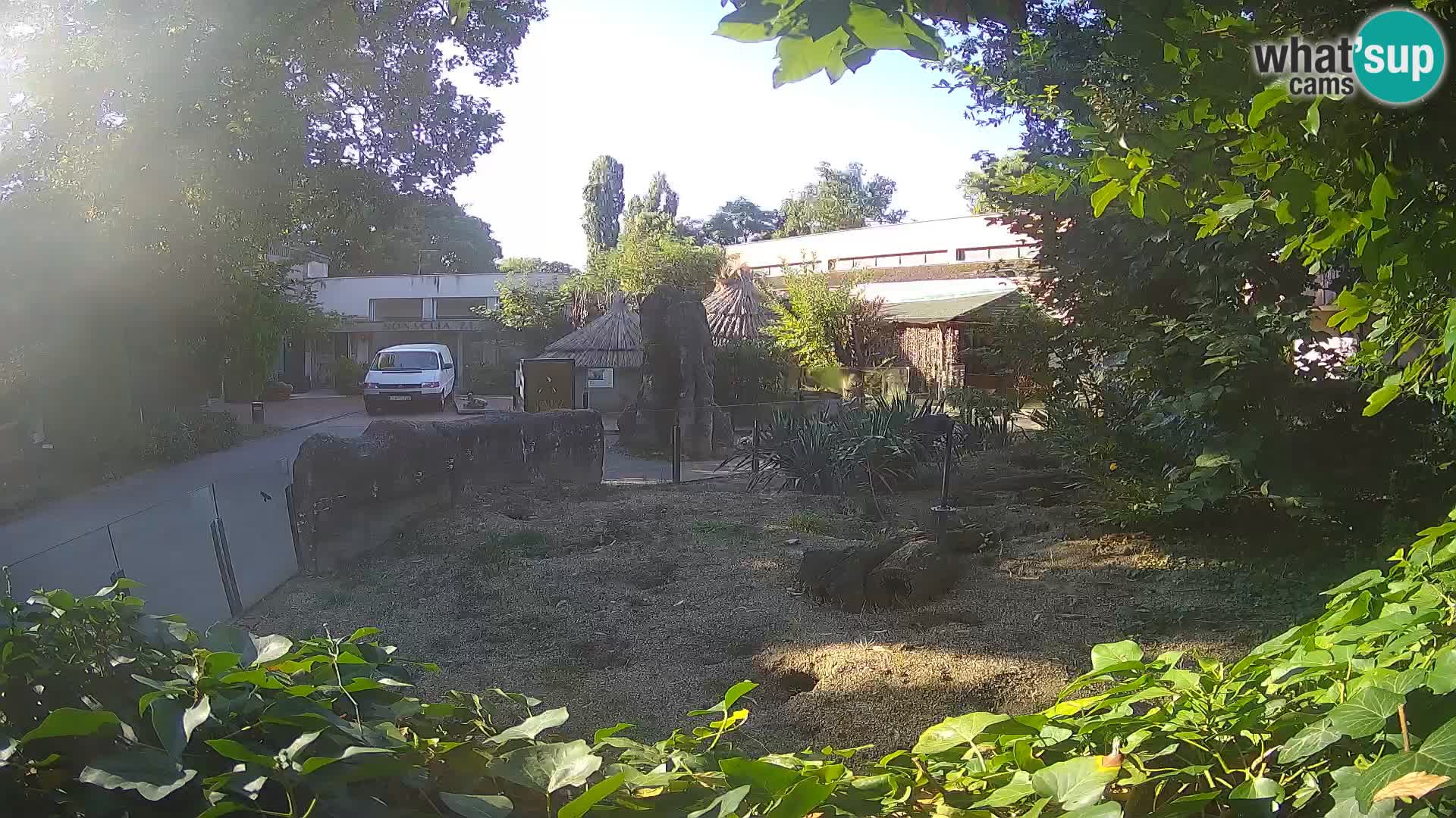 Zoo Zagreb – Meerkat (Suricate)