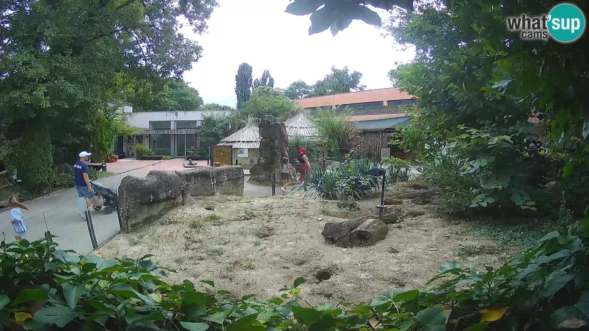 Zoo Zagreb – Meerkat (Suricate)