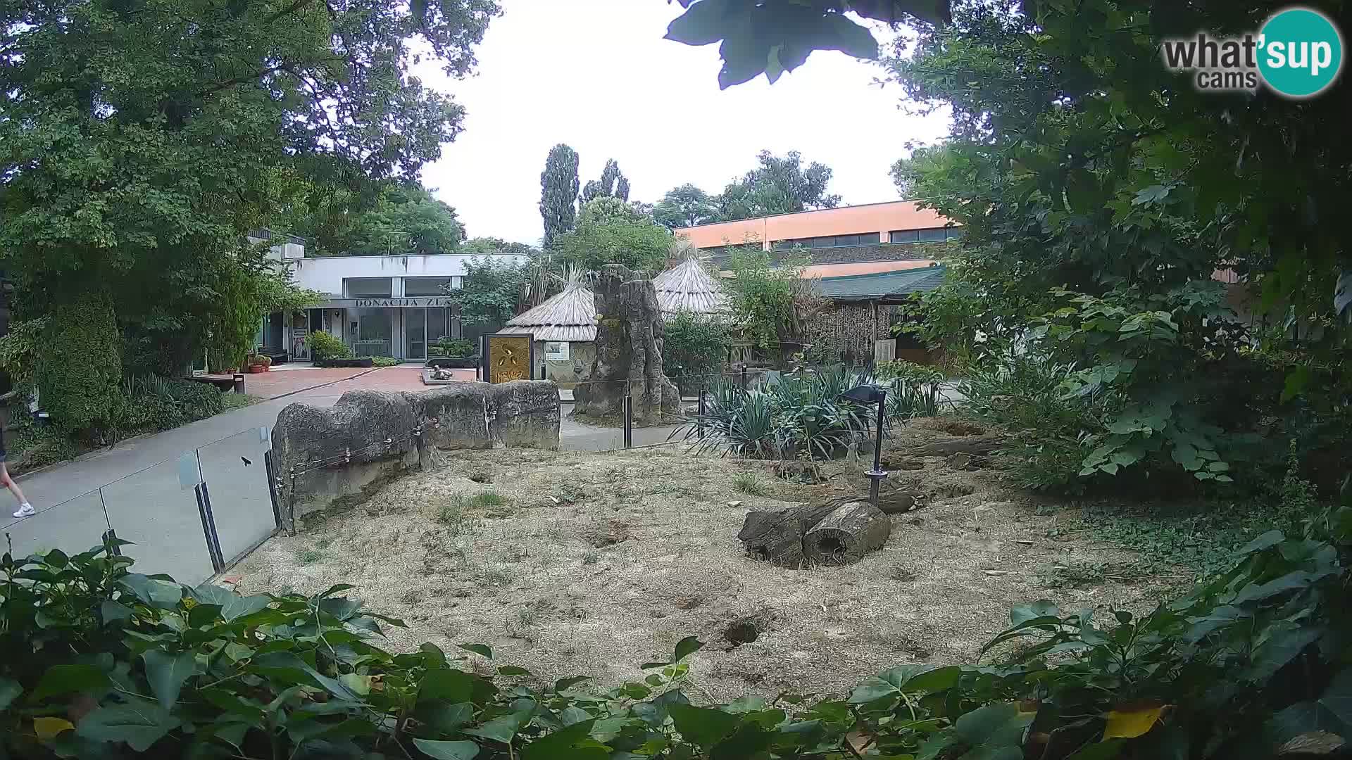 Zoo Zagreb – Meerkat (Suricate)