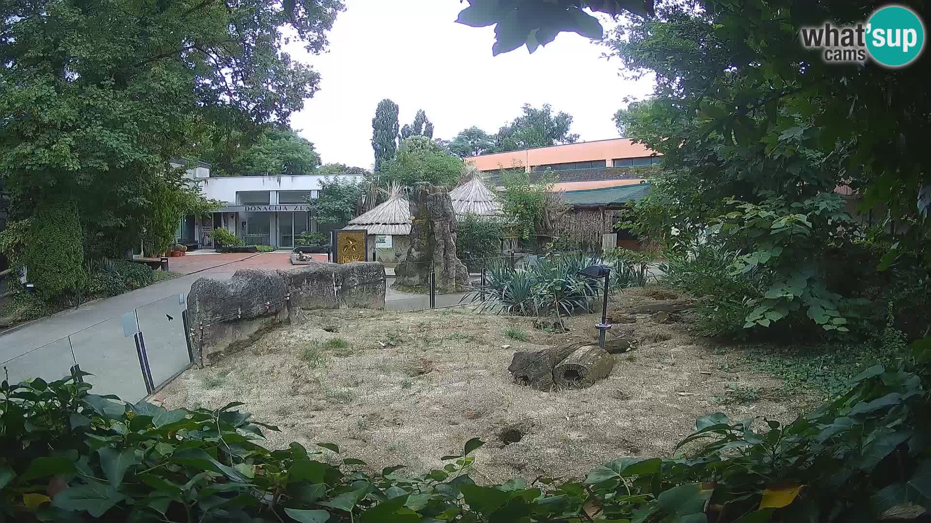 Zoo Zagreb – Meerkat (Suricate)