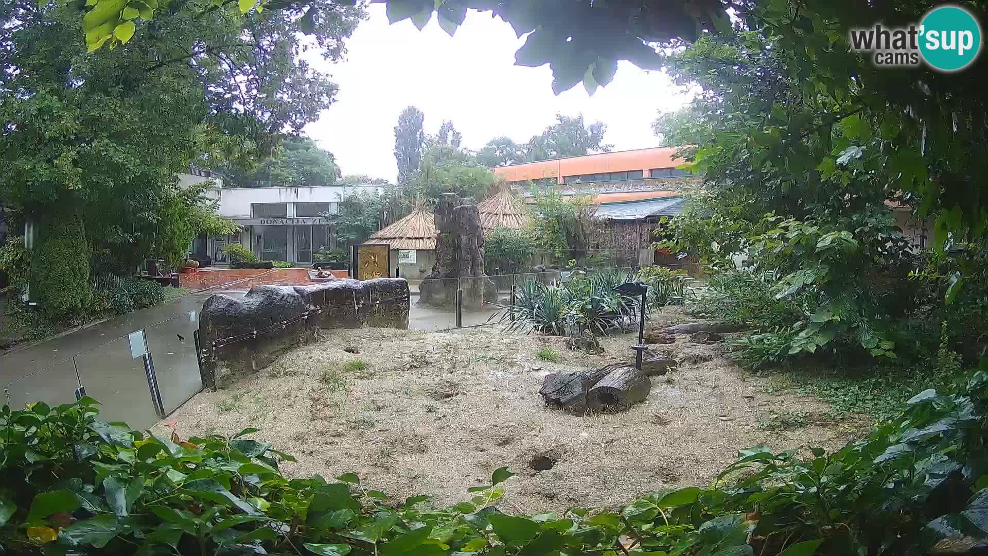 Zoo Zagreb – Meerkat (Suricate)