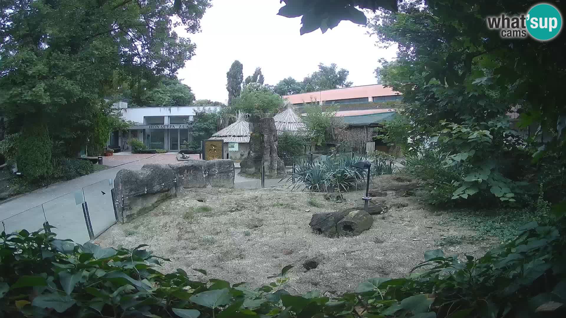 Zoo Zagreb – Surikate