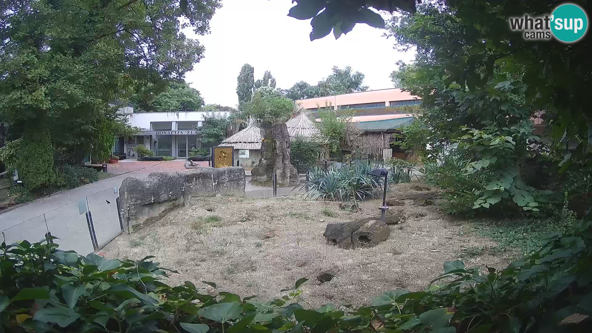Zoo Zagreb – Surikate