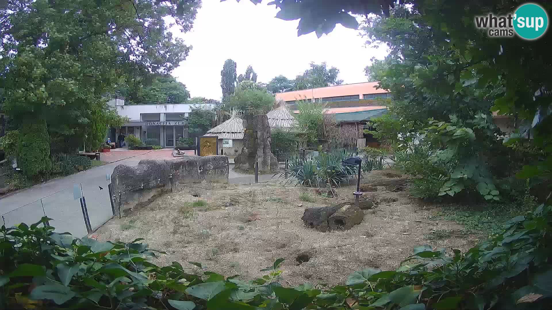 Zoo Zagreb – Suricata