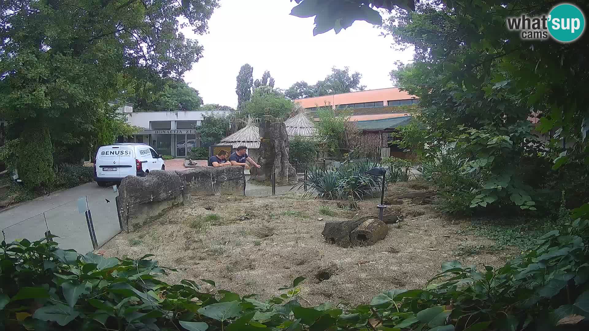 Zoo Zagreb – Suricata