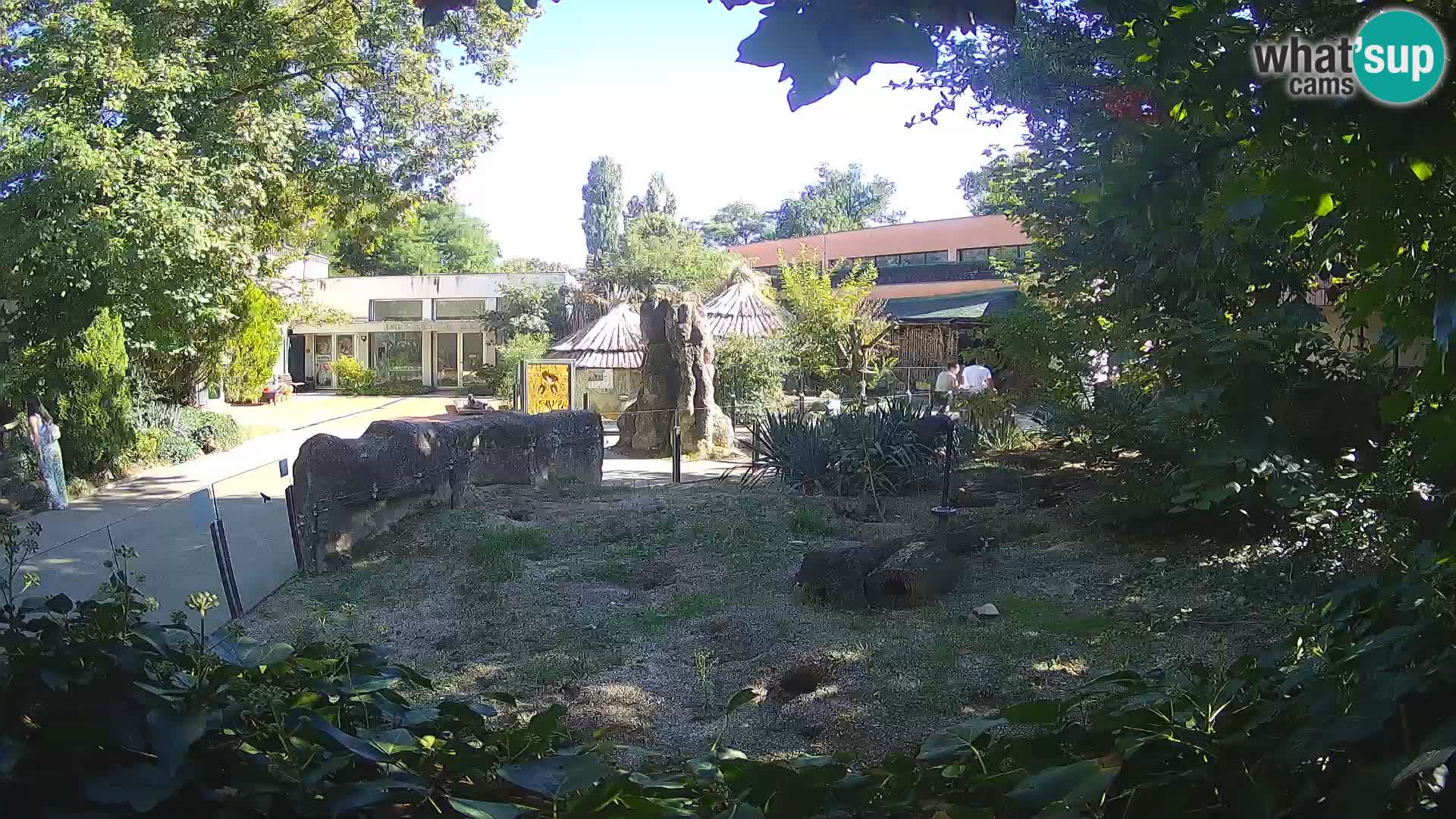 Zoo Zagreb – Surikate