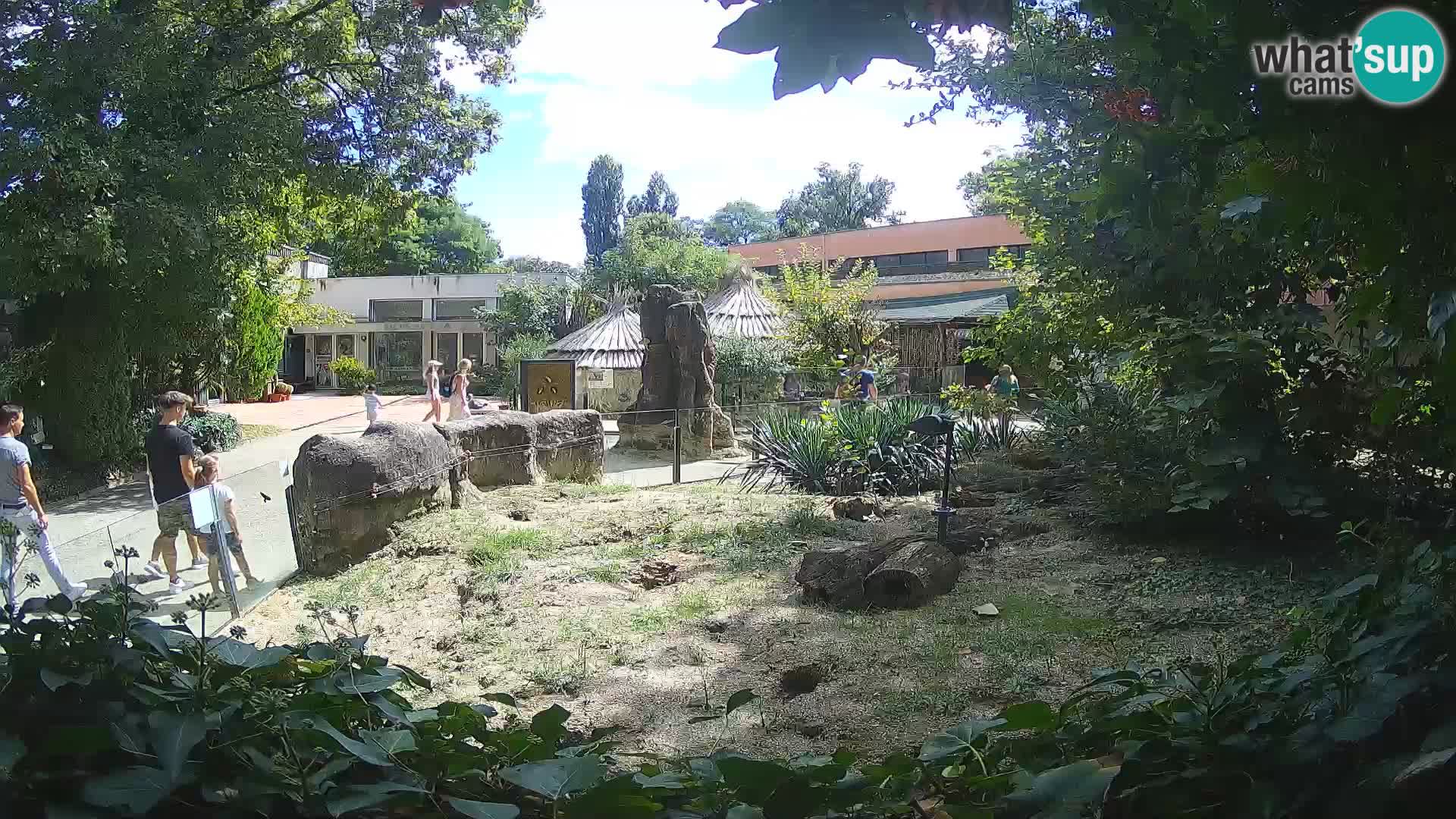 Zoo Zagreb – Merkat