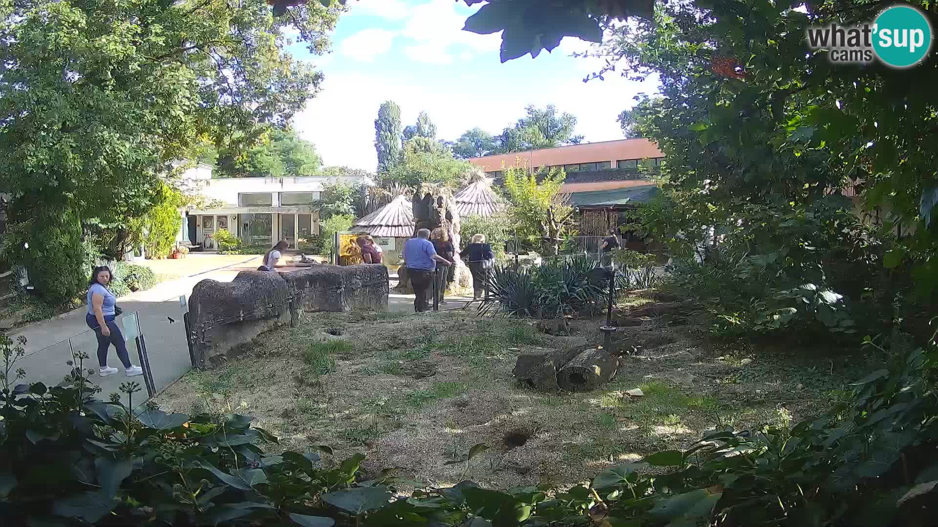 Zoo Zagreb – Suricata