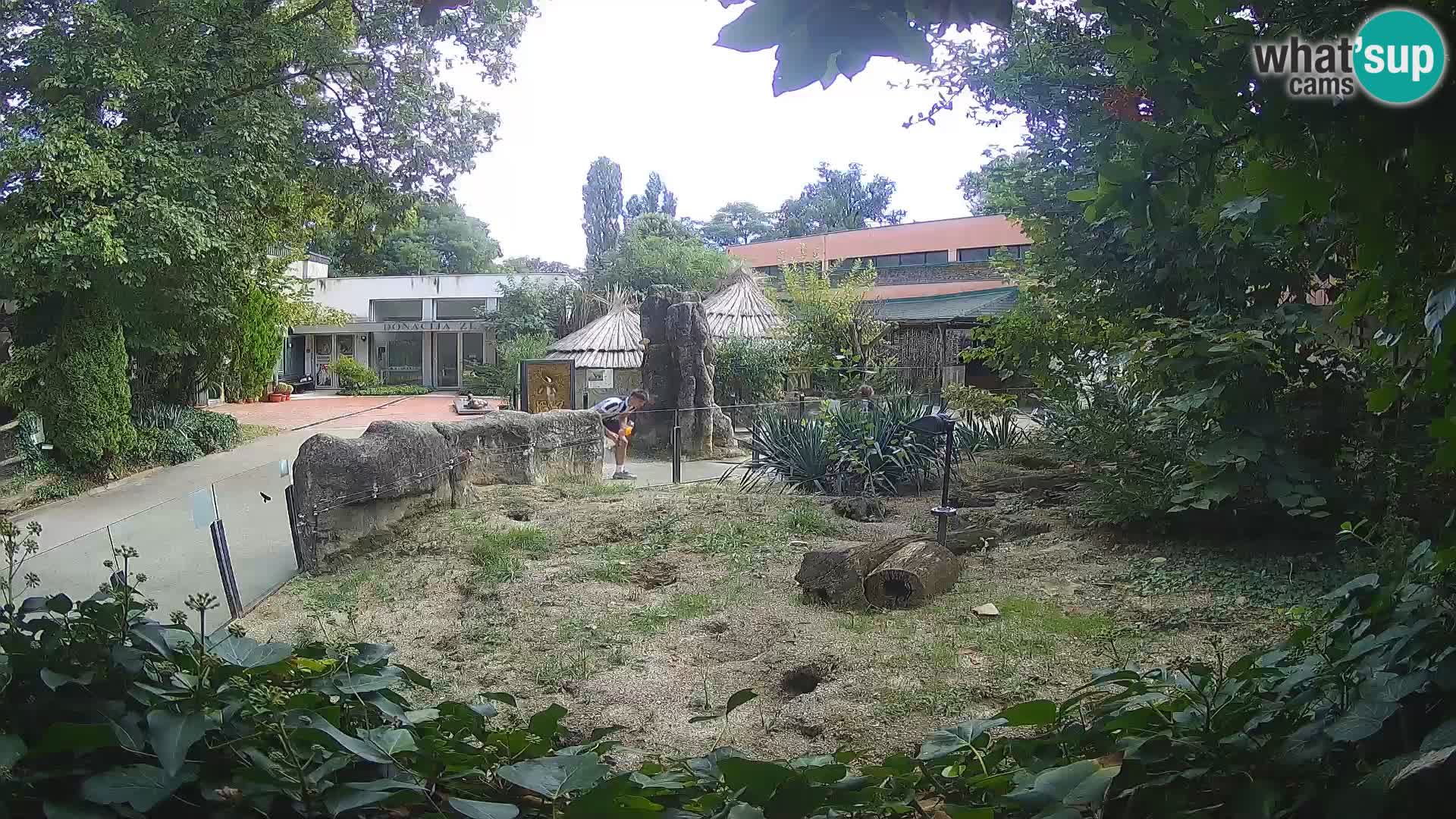 Zoo Zagreb – Suricate