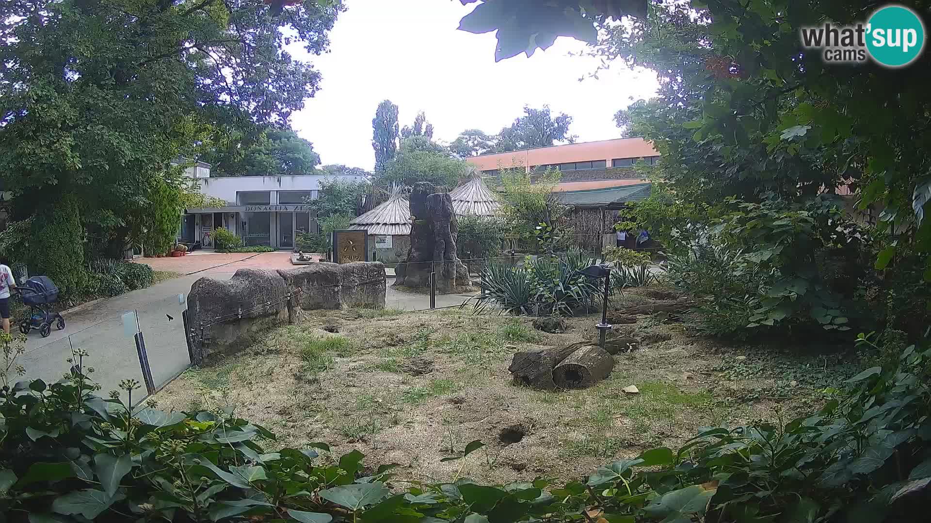 Zoo Zagreb – Suricata