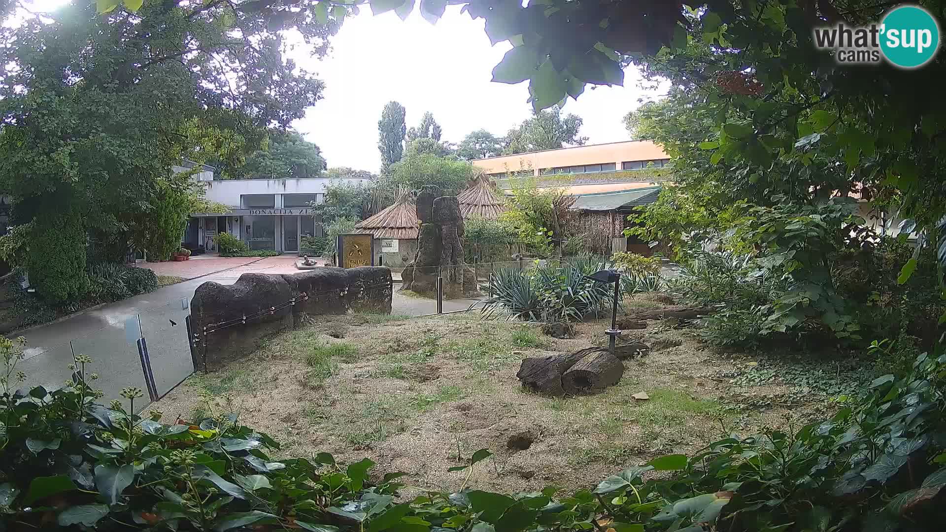 Zoo Zagreb – Merkat