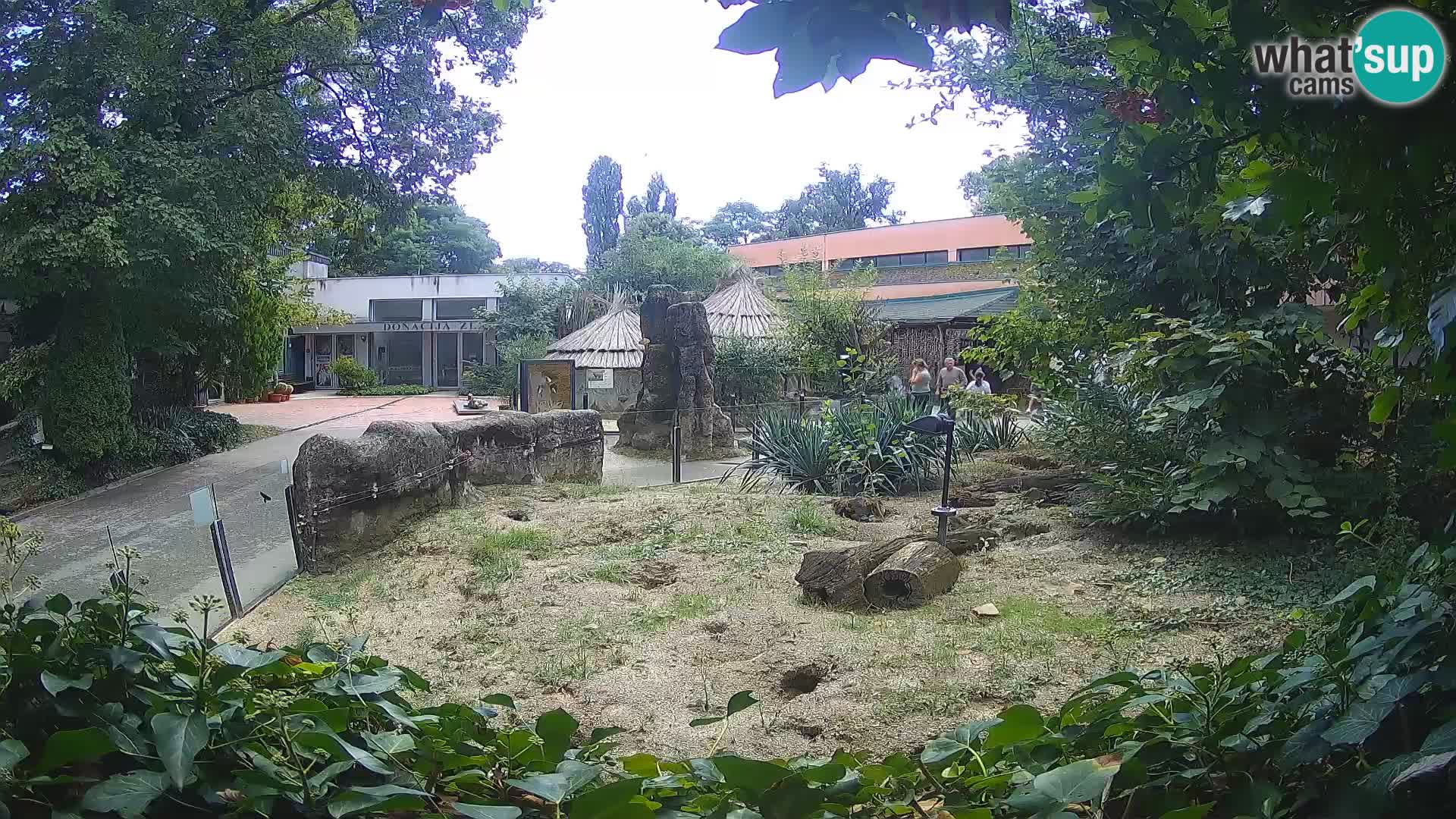 Zoo Zagreb – Suricata