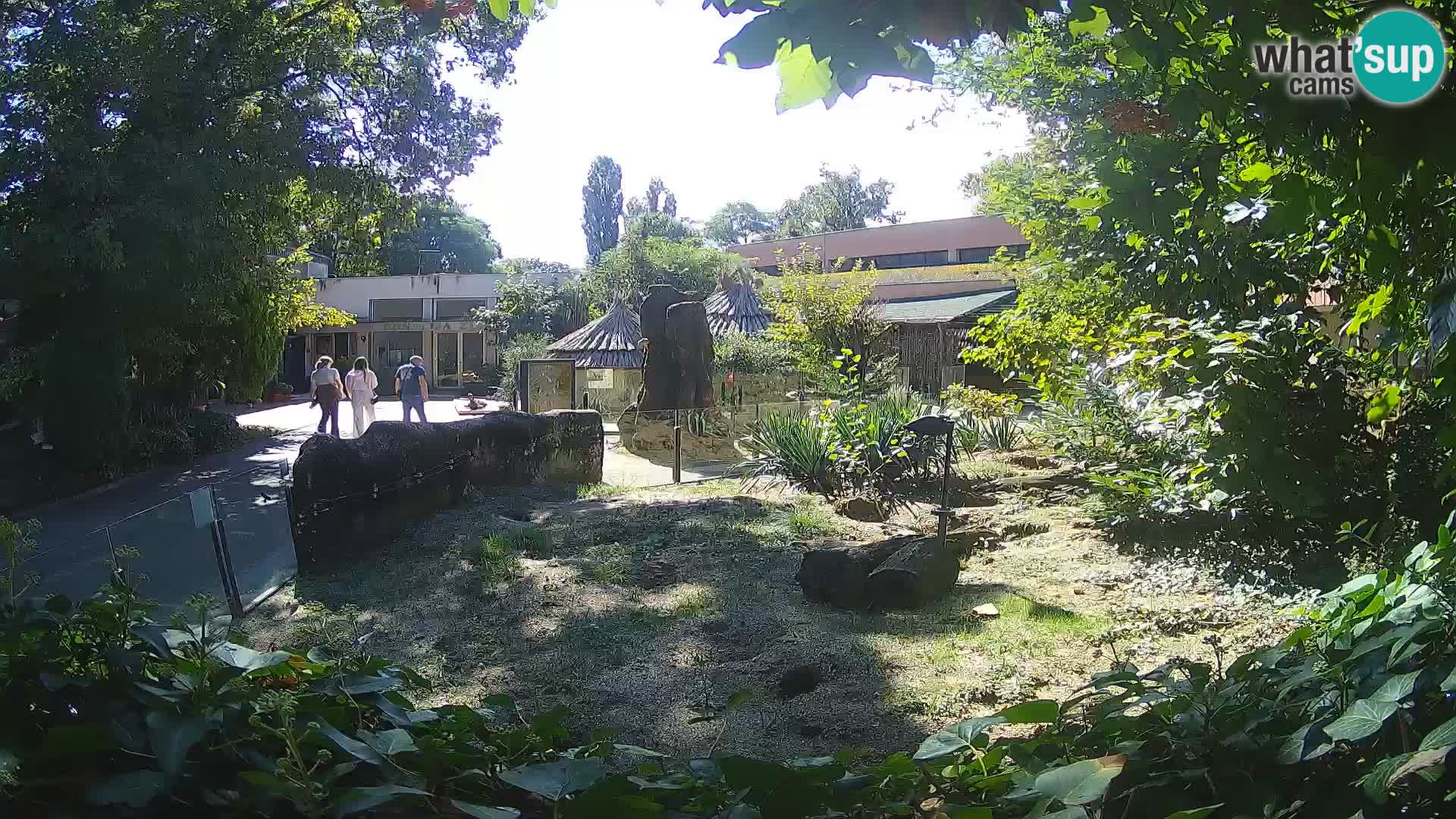 Zoo Zagreb – Suricata