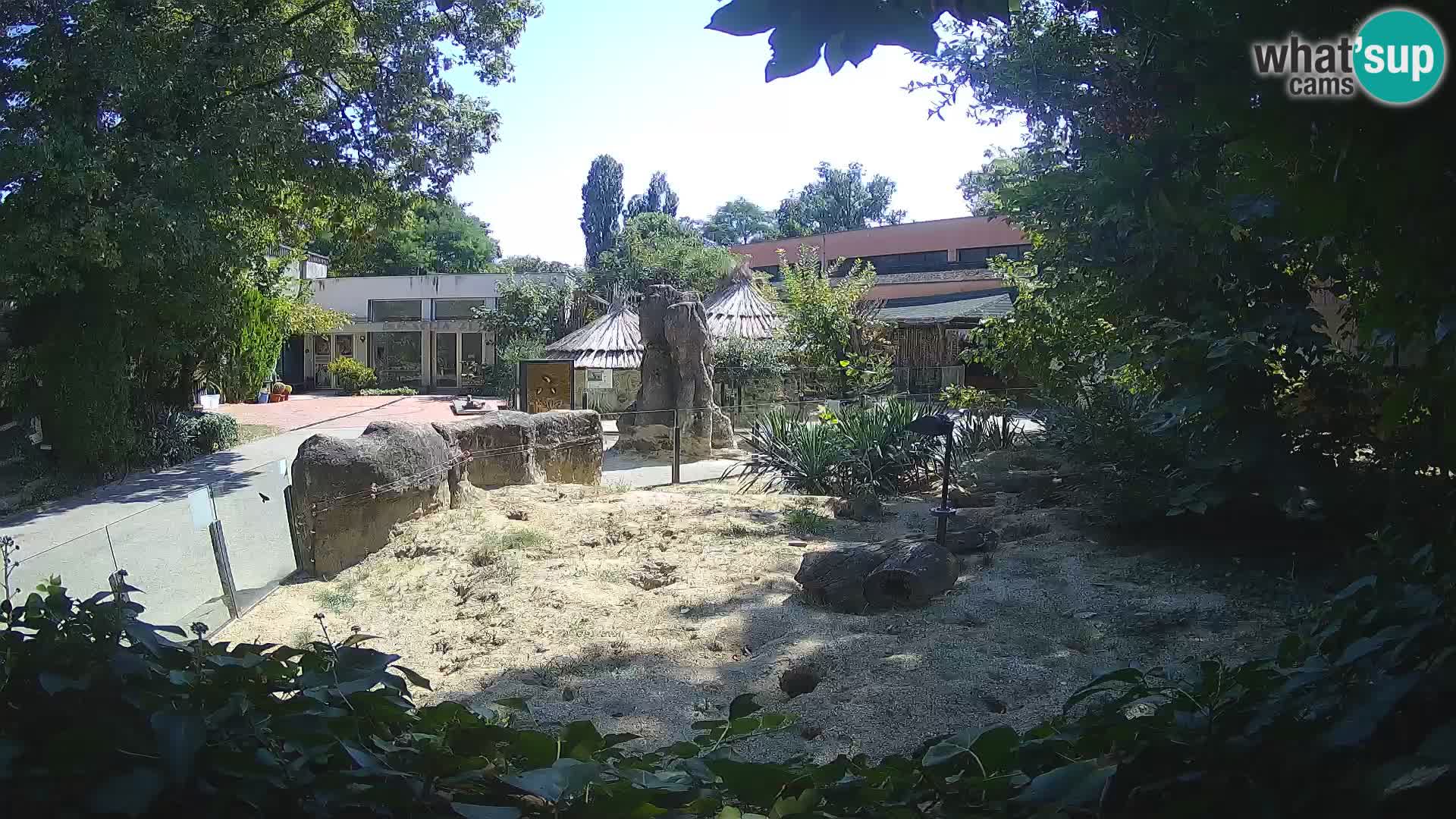 Zoo Zagreb – Suricate