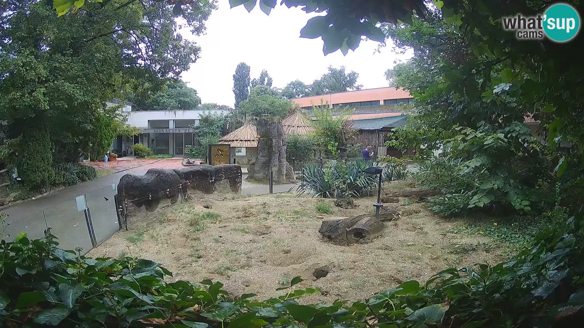 Zoo Zagreb – Suricata