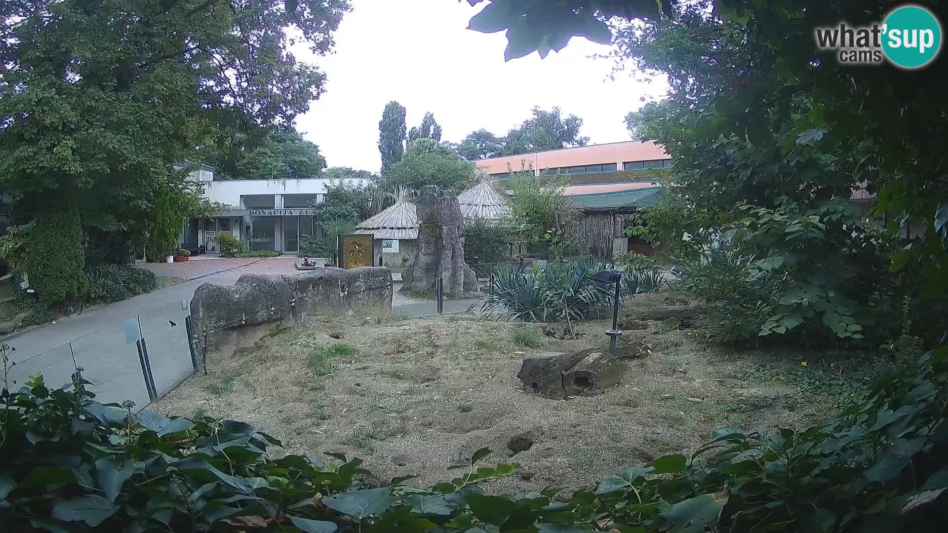 Zoo Zagreb – Suricata