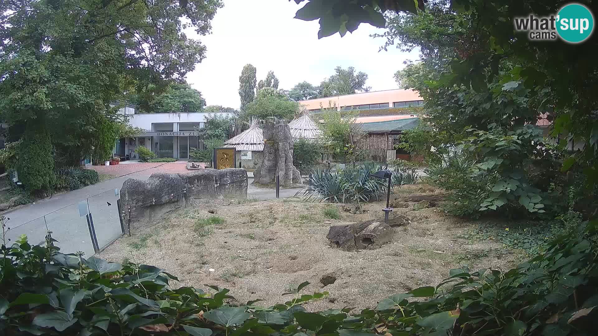Zoo Zagreb – Meerkat (Suricate)