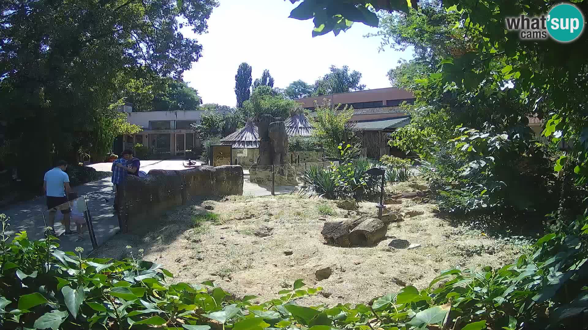Zoo Zagreb – Suricate