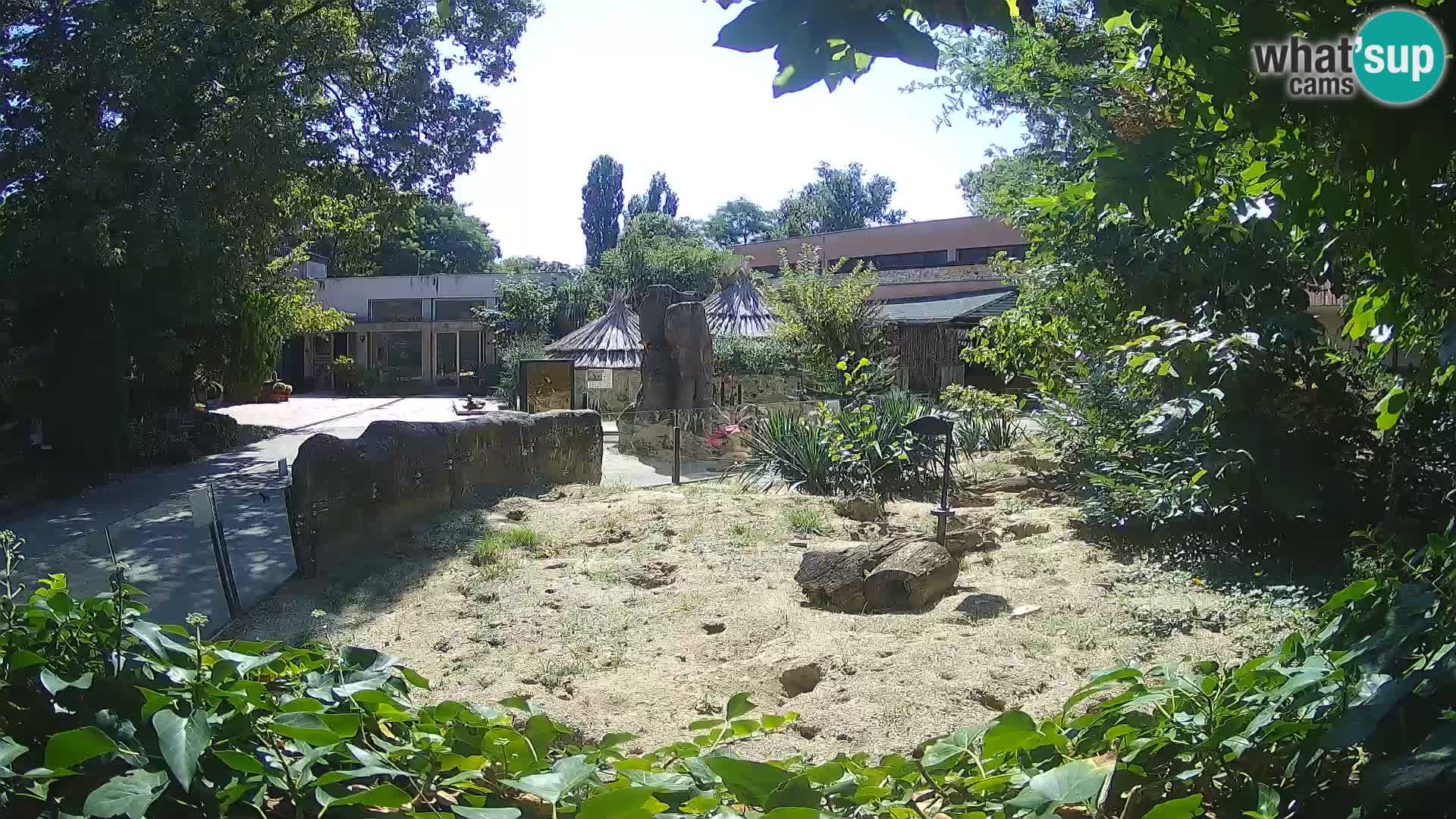 Zoo Zagreb – Suricate