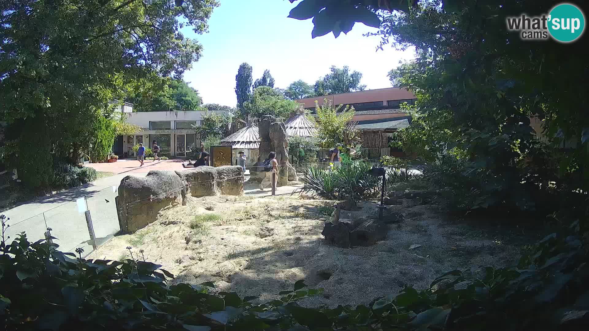 Zoo Zagreb – Suricata