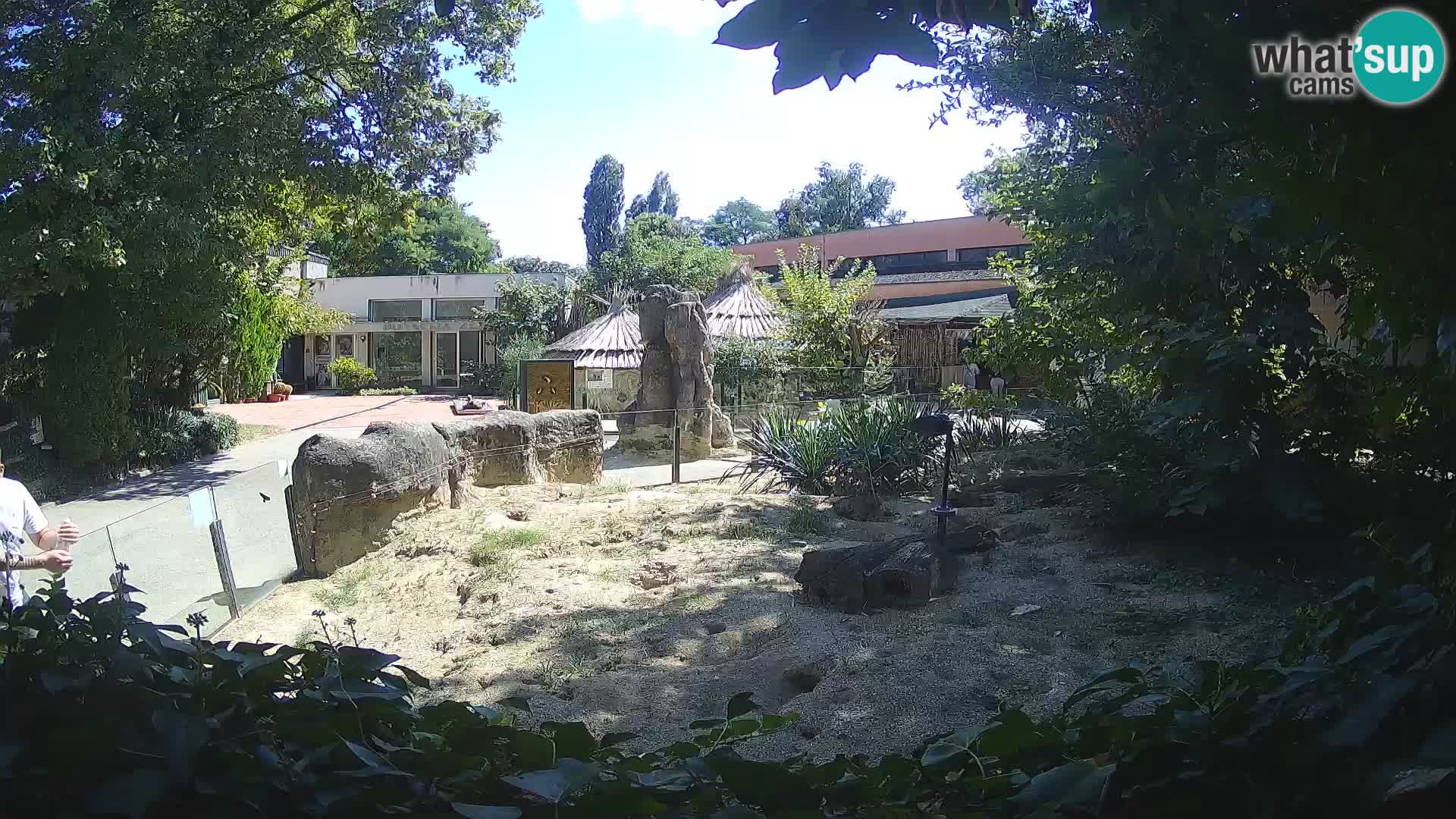 Zoo Zagreb – Surikate