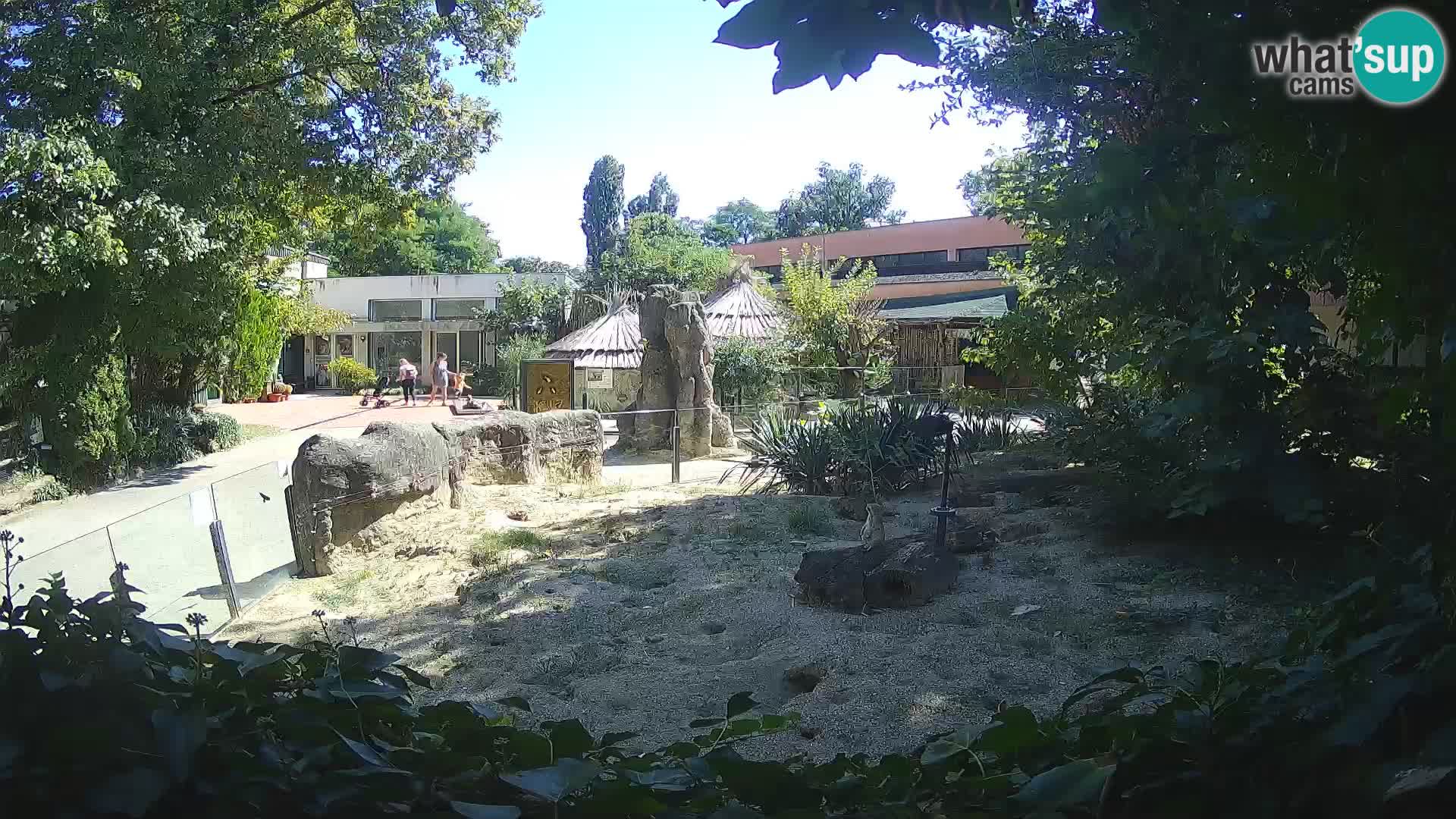 Zoo Zagreb – Merkat