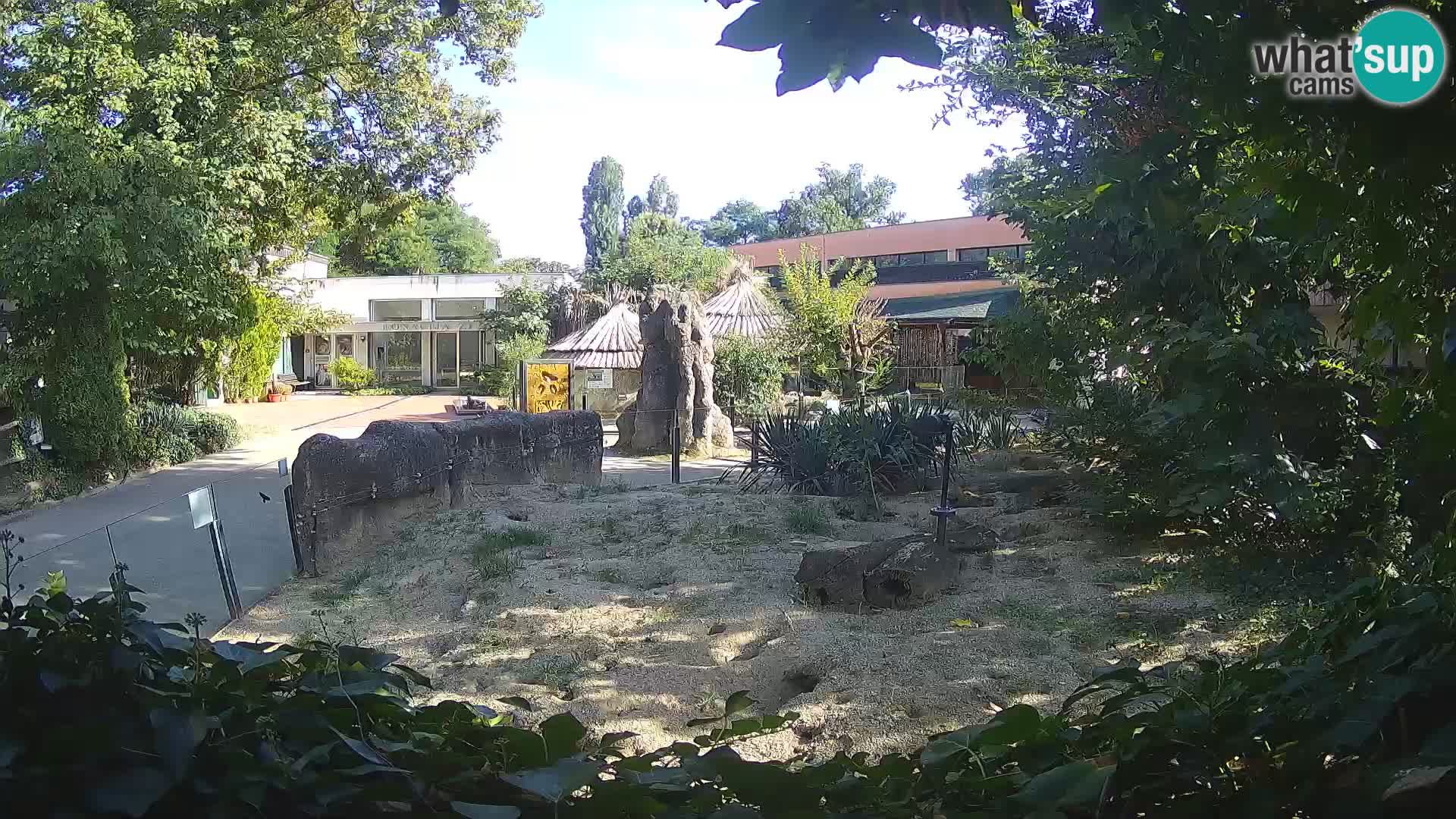 Zoo Zagreb – Erdmännchen