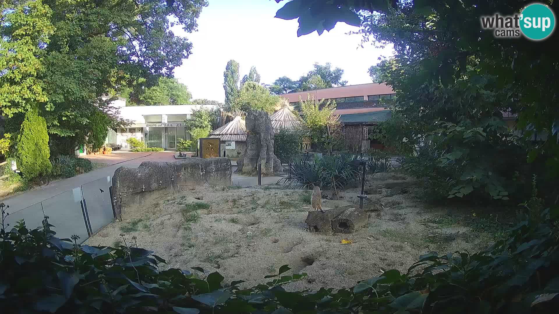 Zoo Zagreb – Erdmännchen