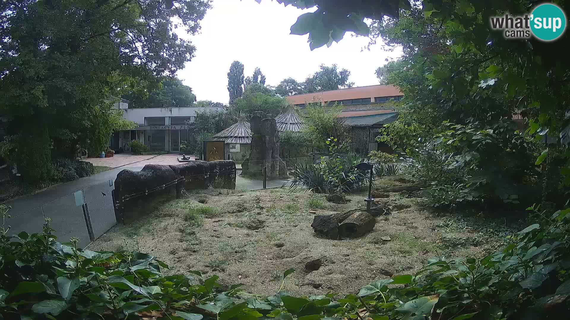 Zoo Zagreb – Surikate