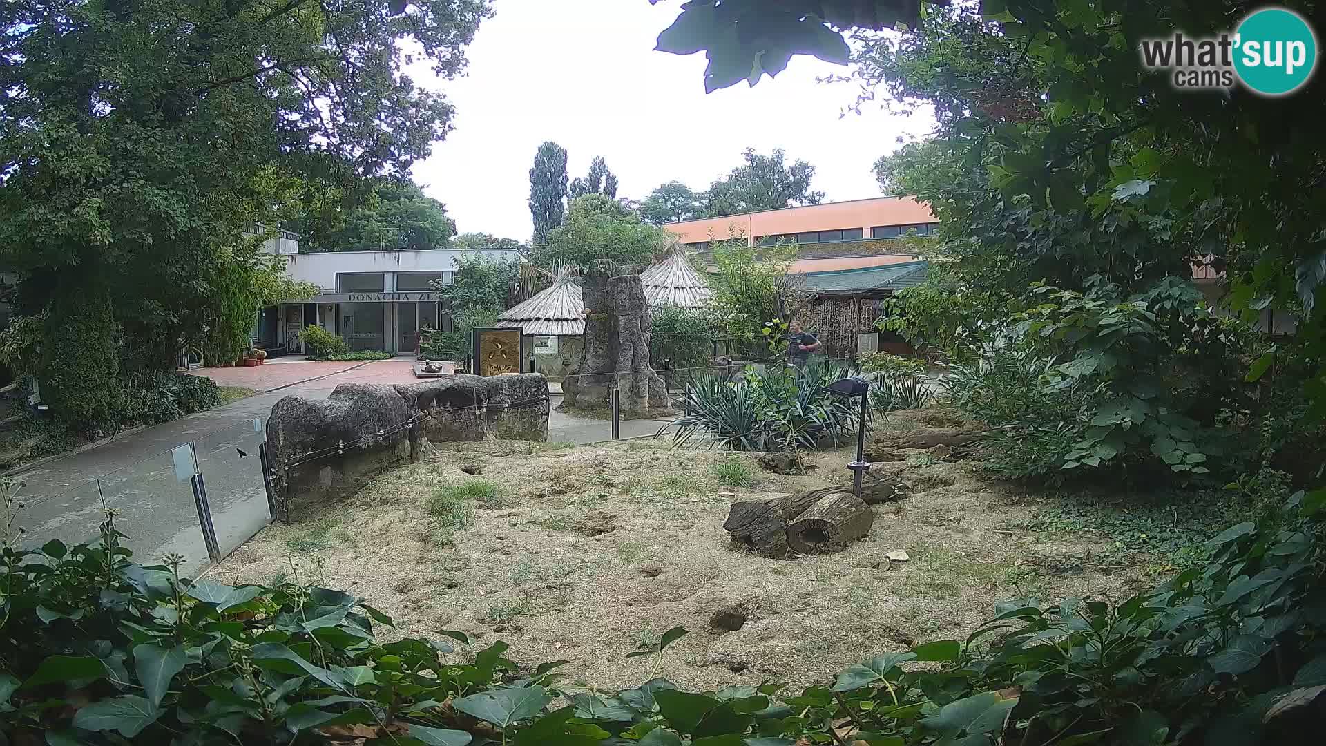 Zoo Zagreb – Suricate