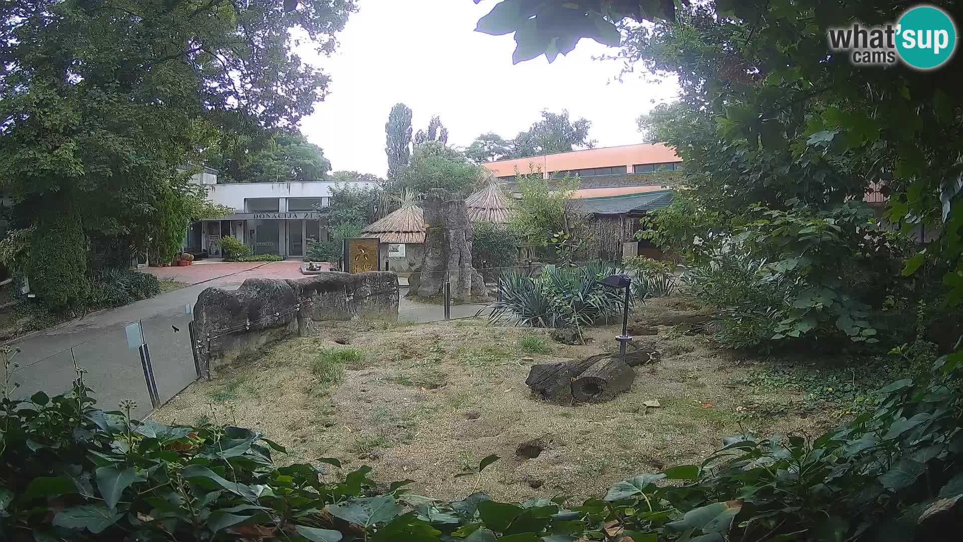 Zoo Zagreb – Suricate
