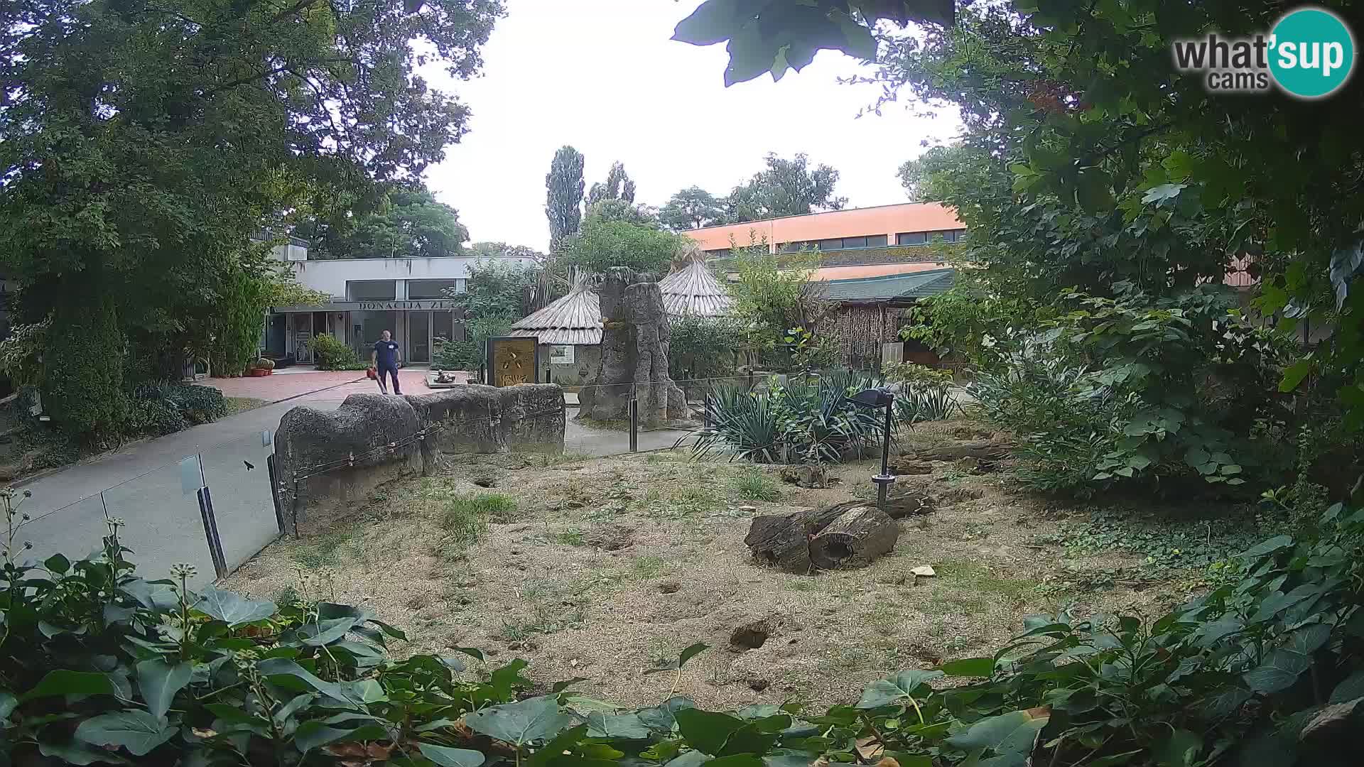 Zoo Zagreb – Merkat