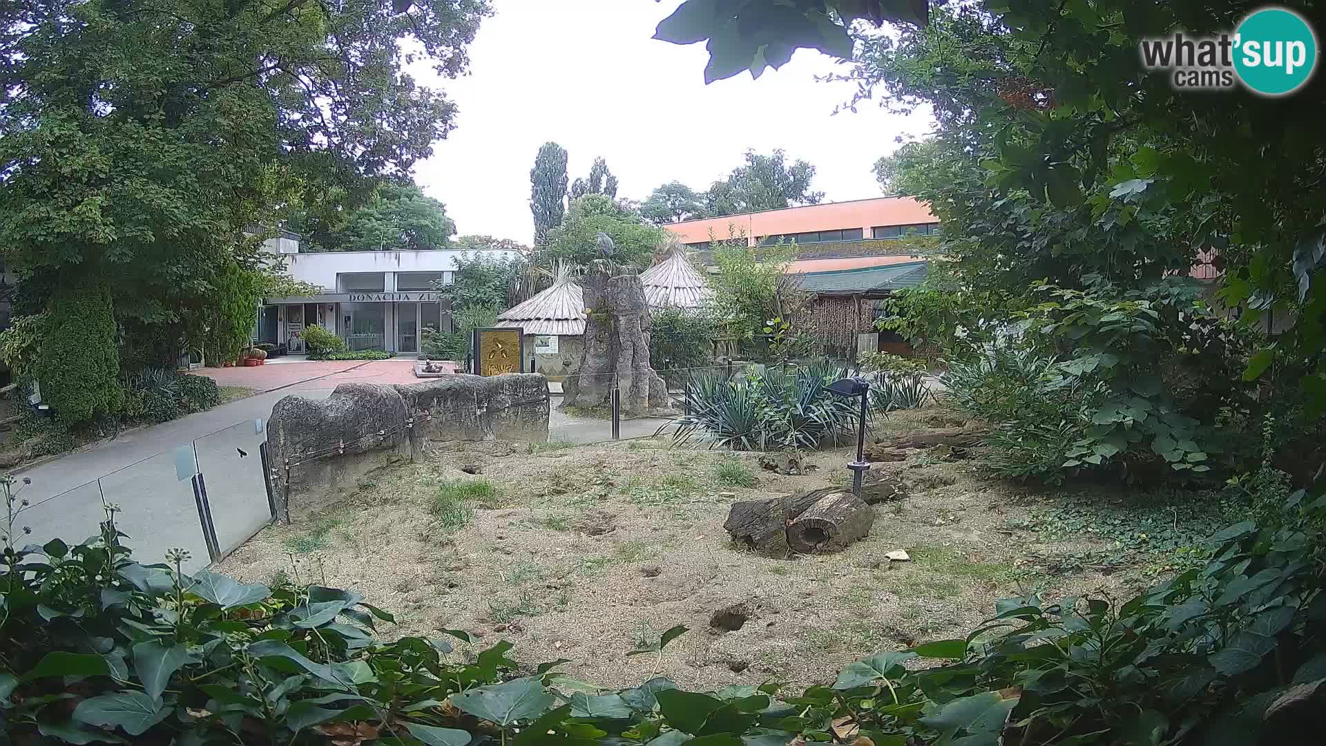 Zoo Zagreb – Suricata