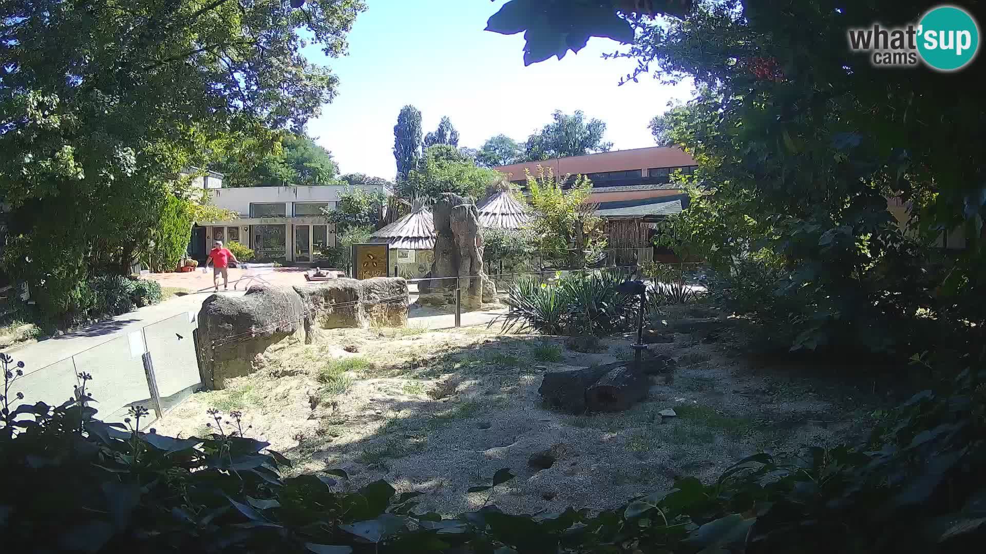 Zoo Zagreb – Merkat