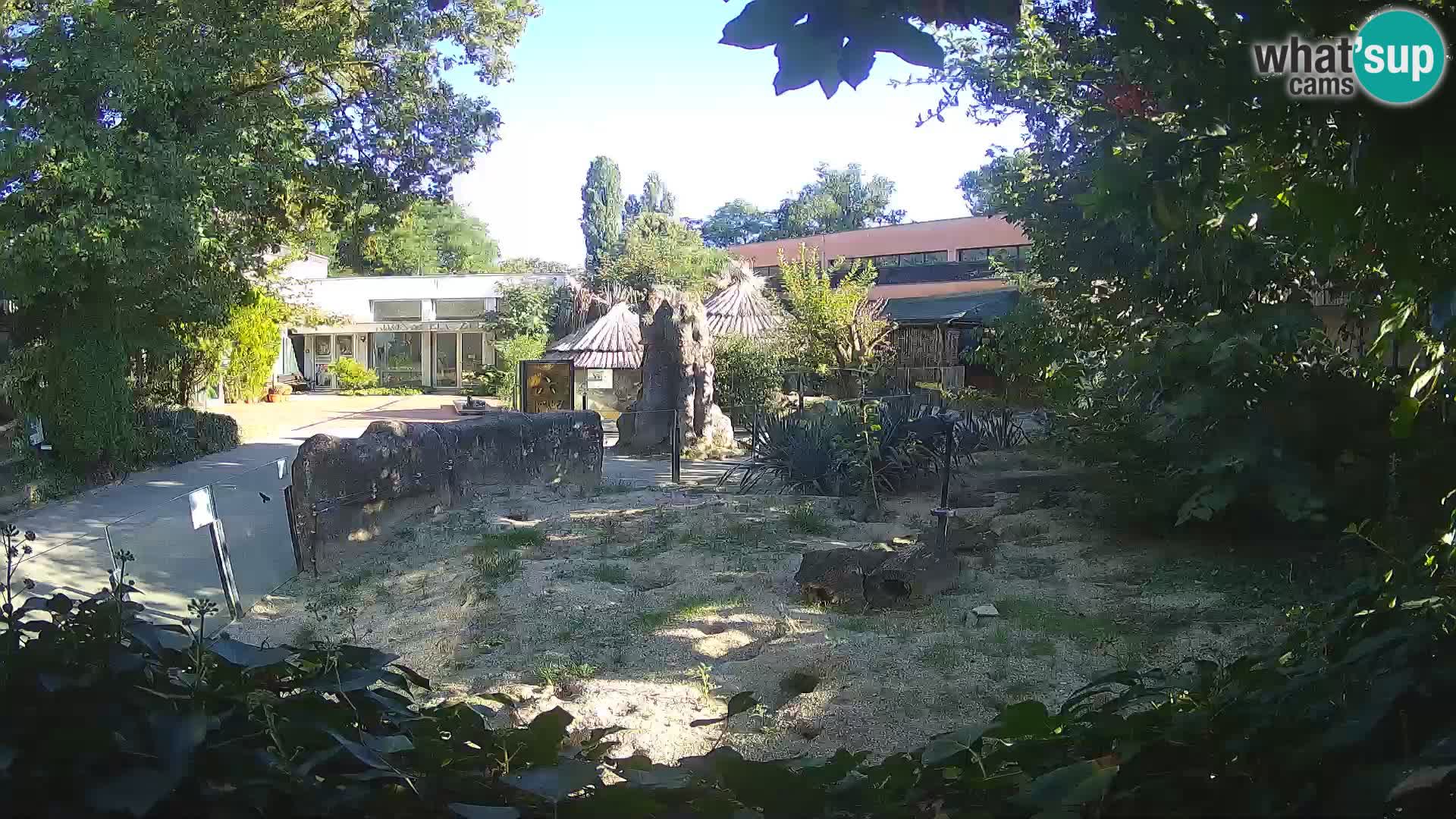 Zoo Zagreb – Merkat