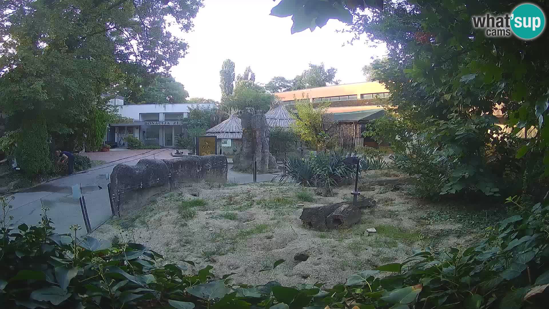 Zoo Zagreb – Suricata