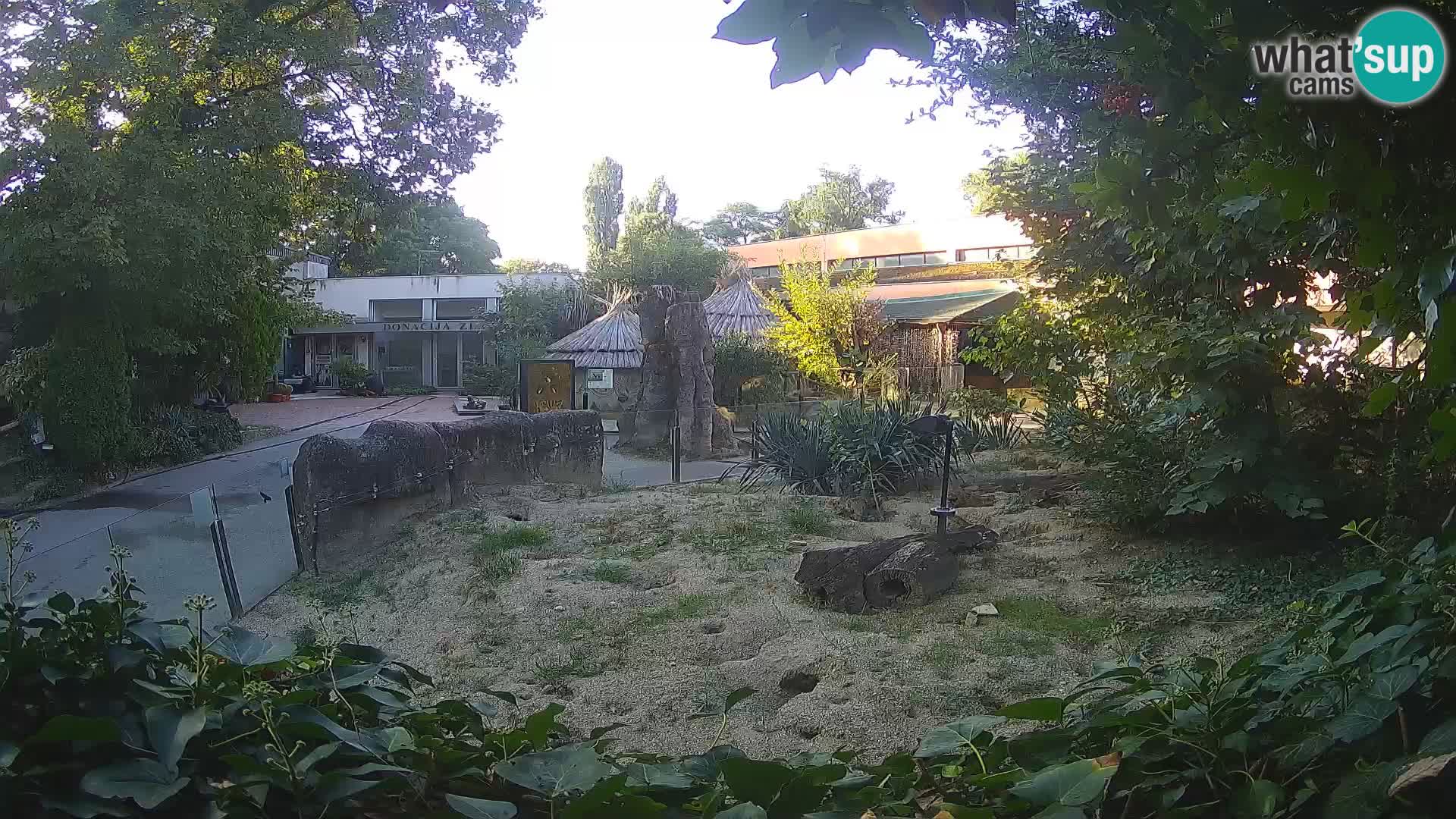 Zoo Zagreb – Surikate