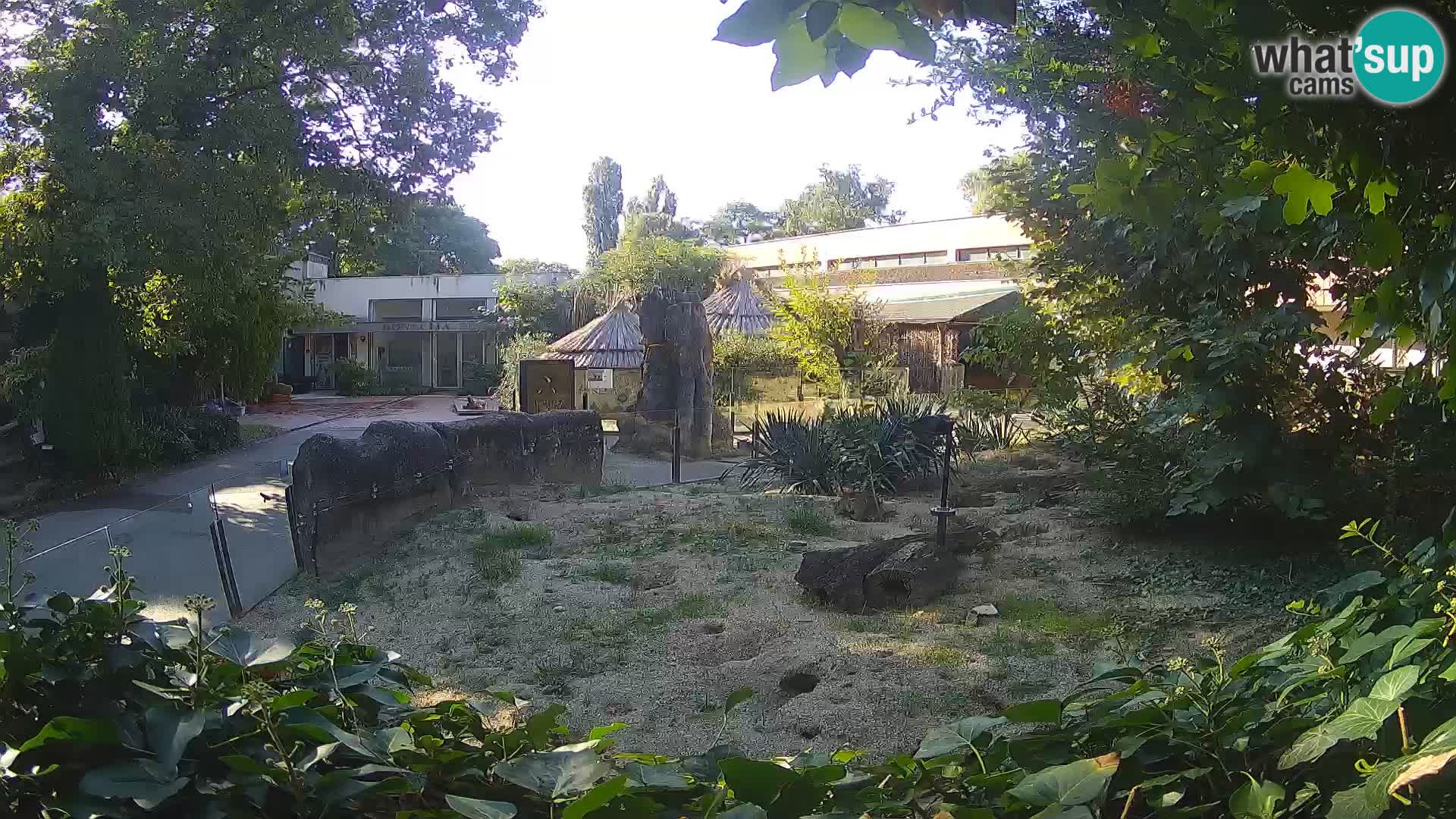 Zoo Zagreb – Suricate
