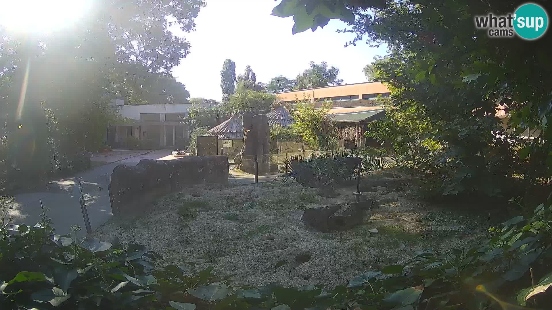 Zoo Zagreb – Suricate