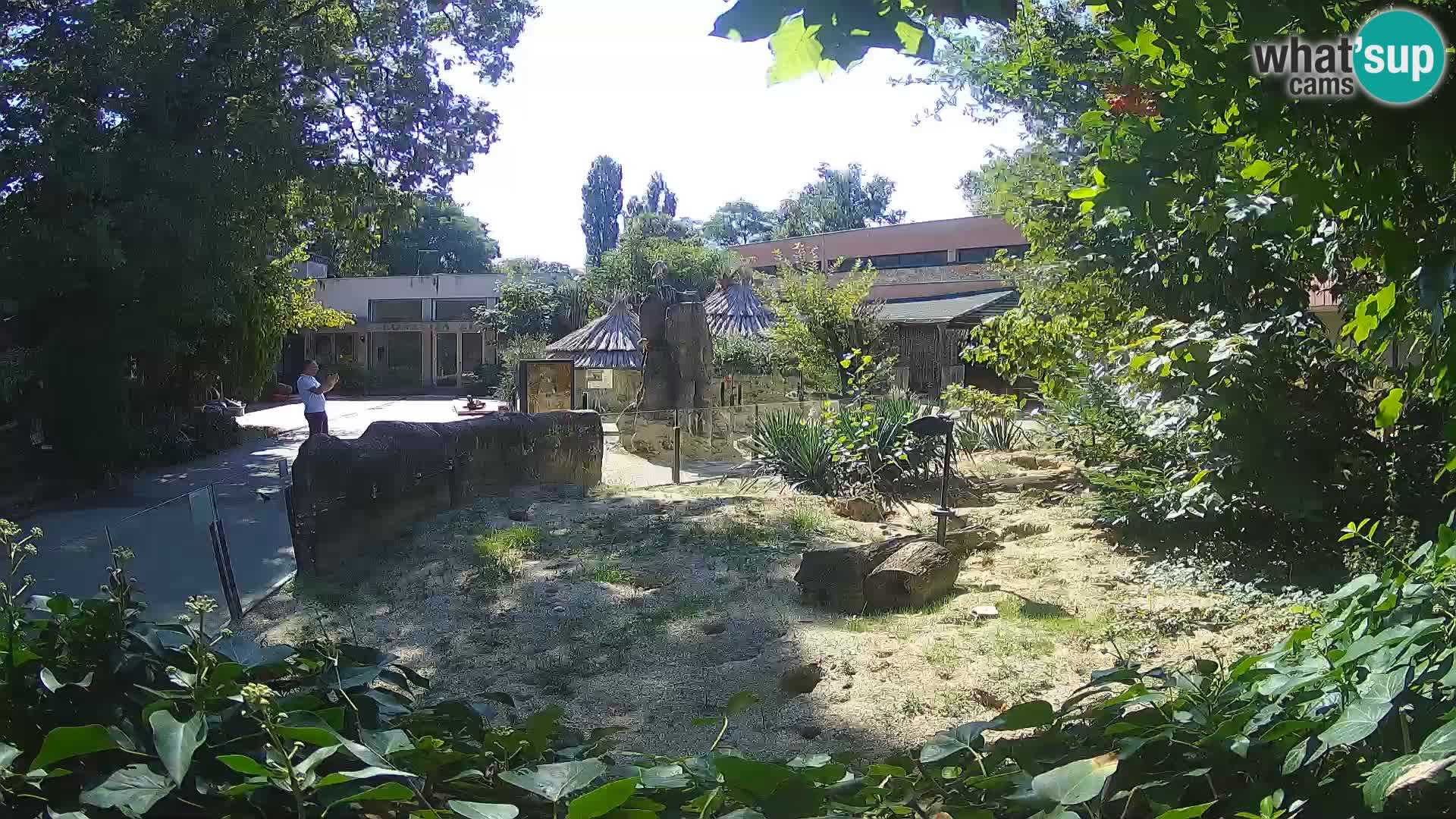 Zoo Zagreb – Suricate