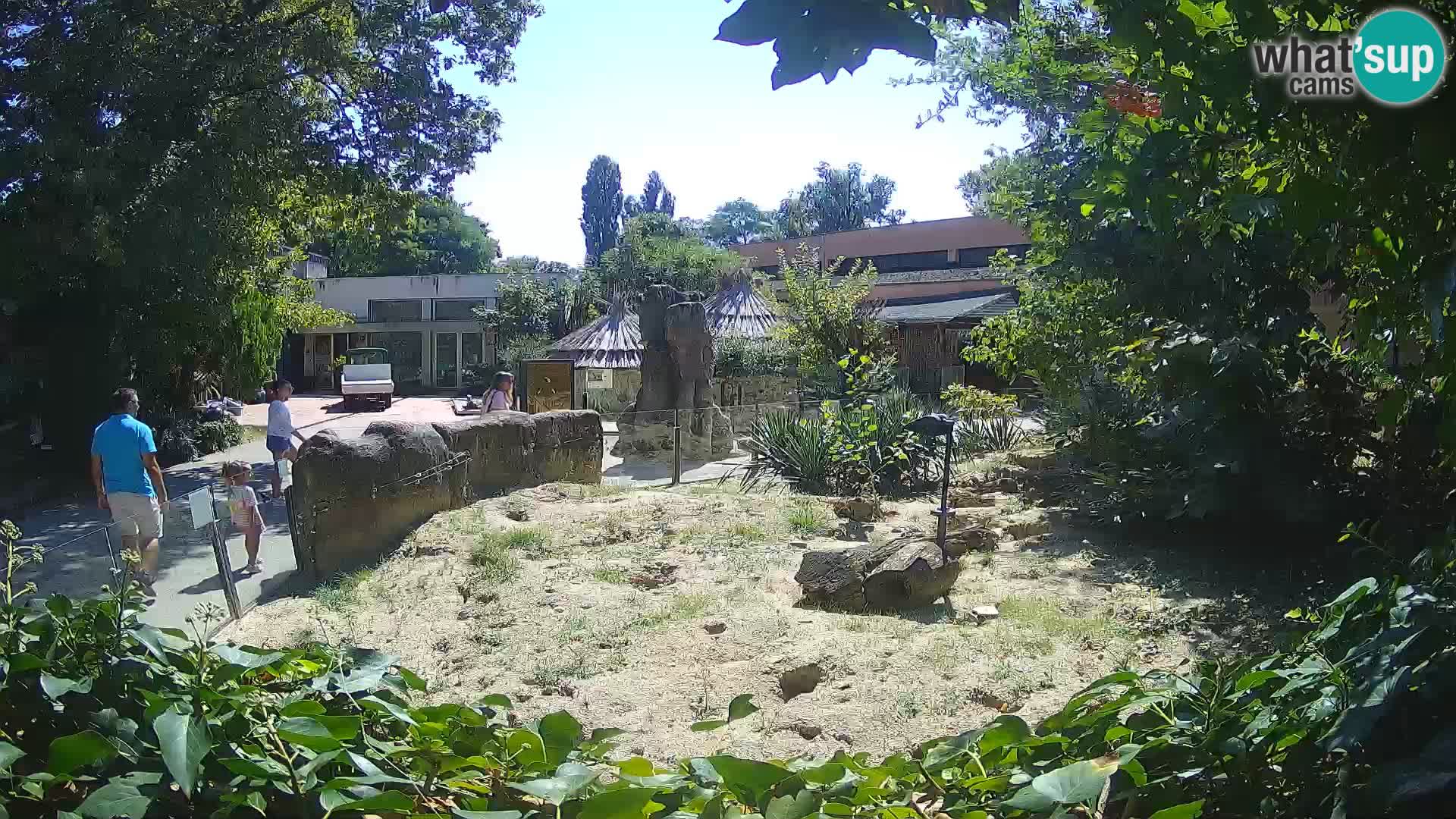 Zoo Zagreb – Surikate