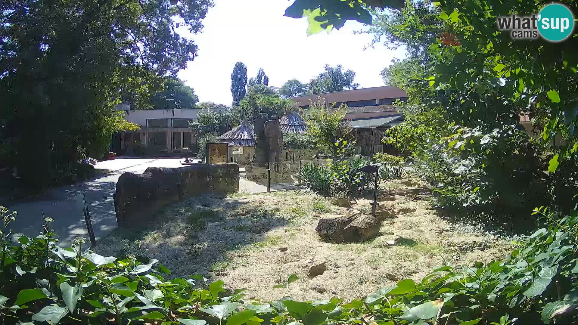 Zoo Zagreb – Suricate